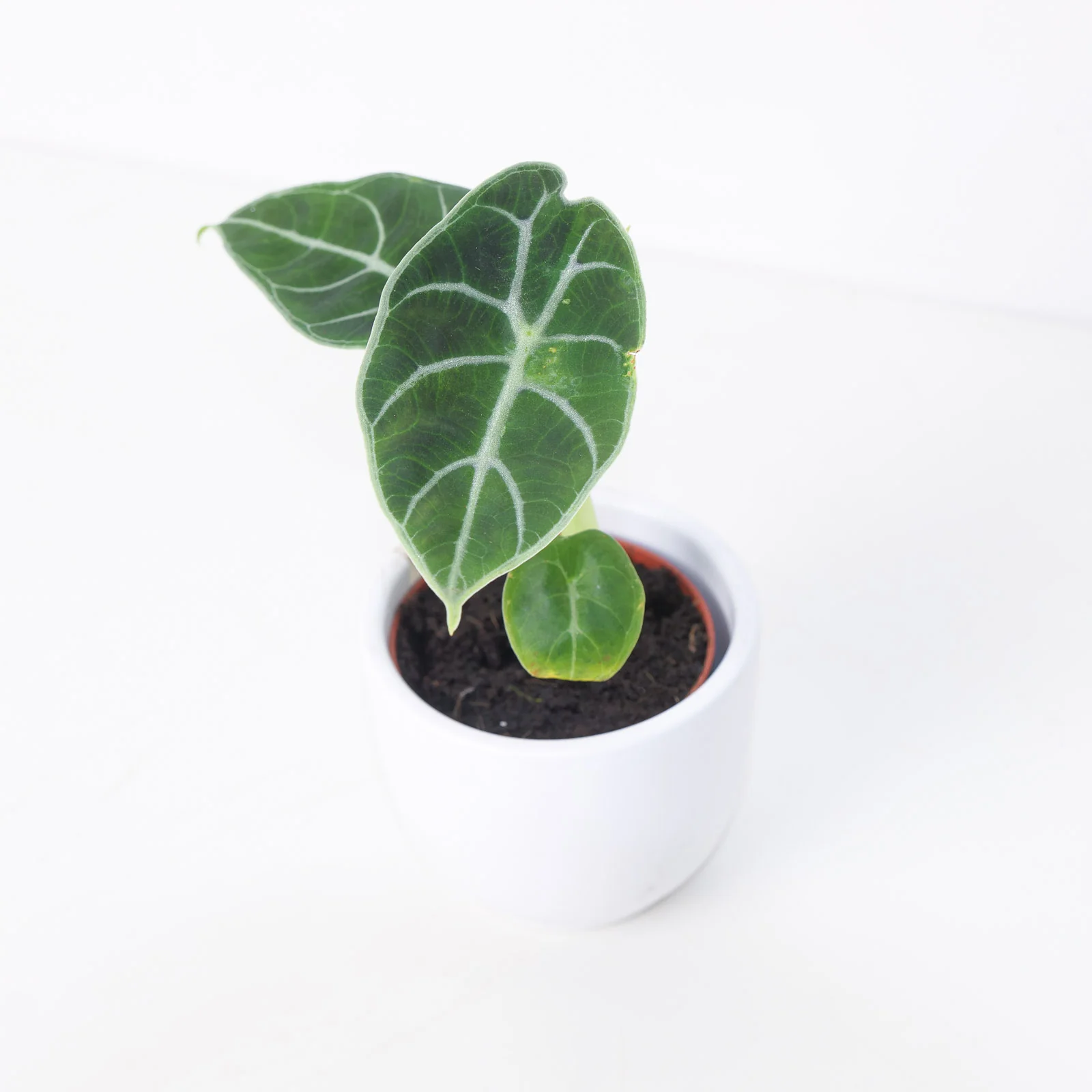 Alocasia Watsoniana 'Velvety' - Image 4