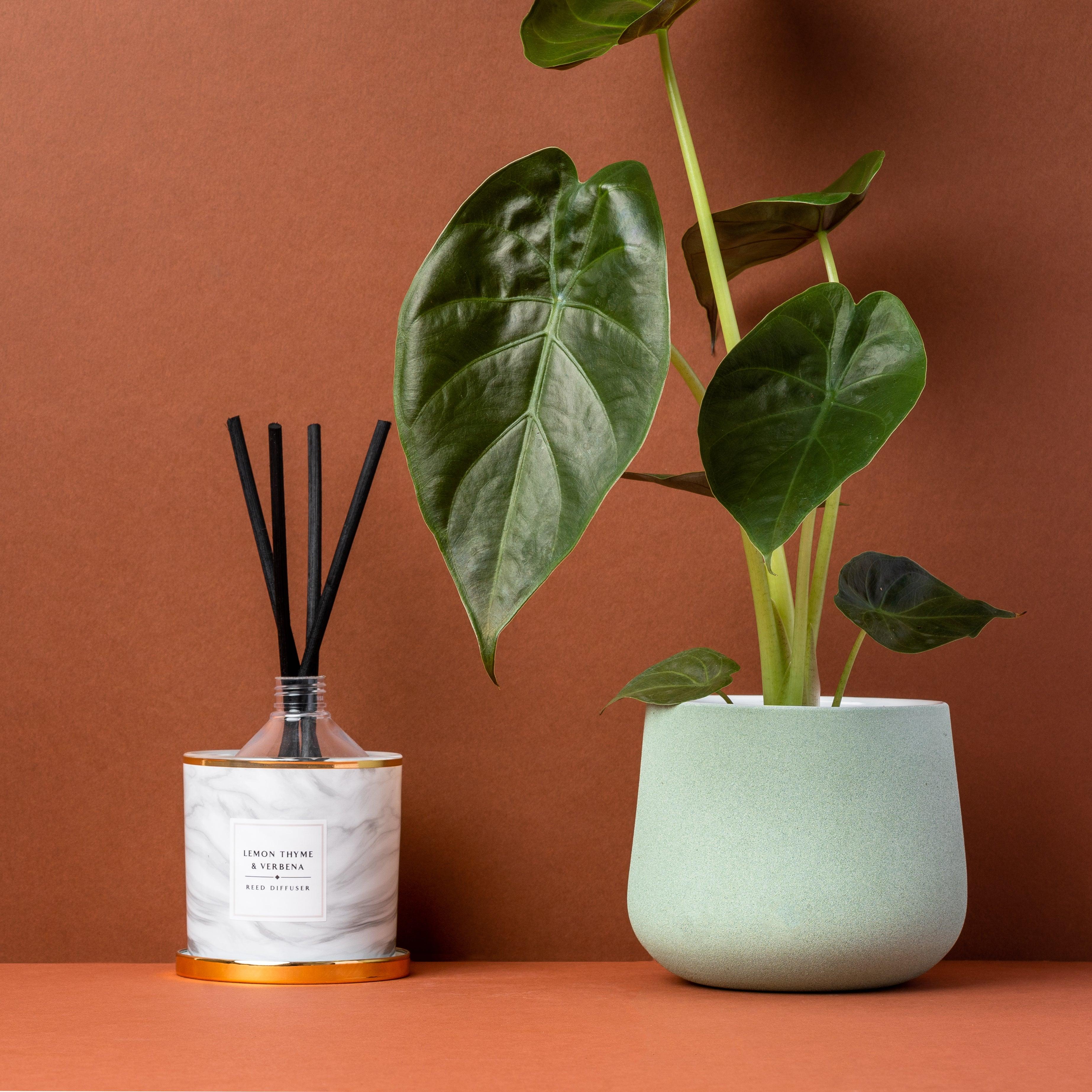 Alocasia Wentii | House Plant