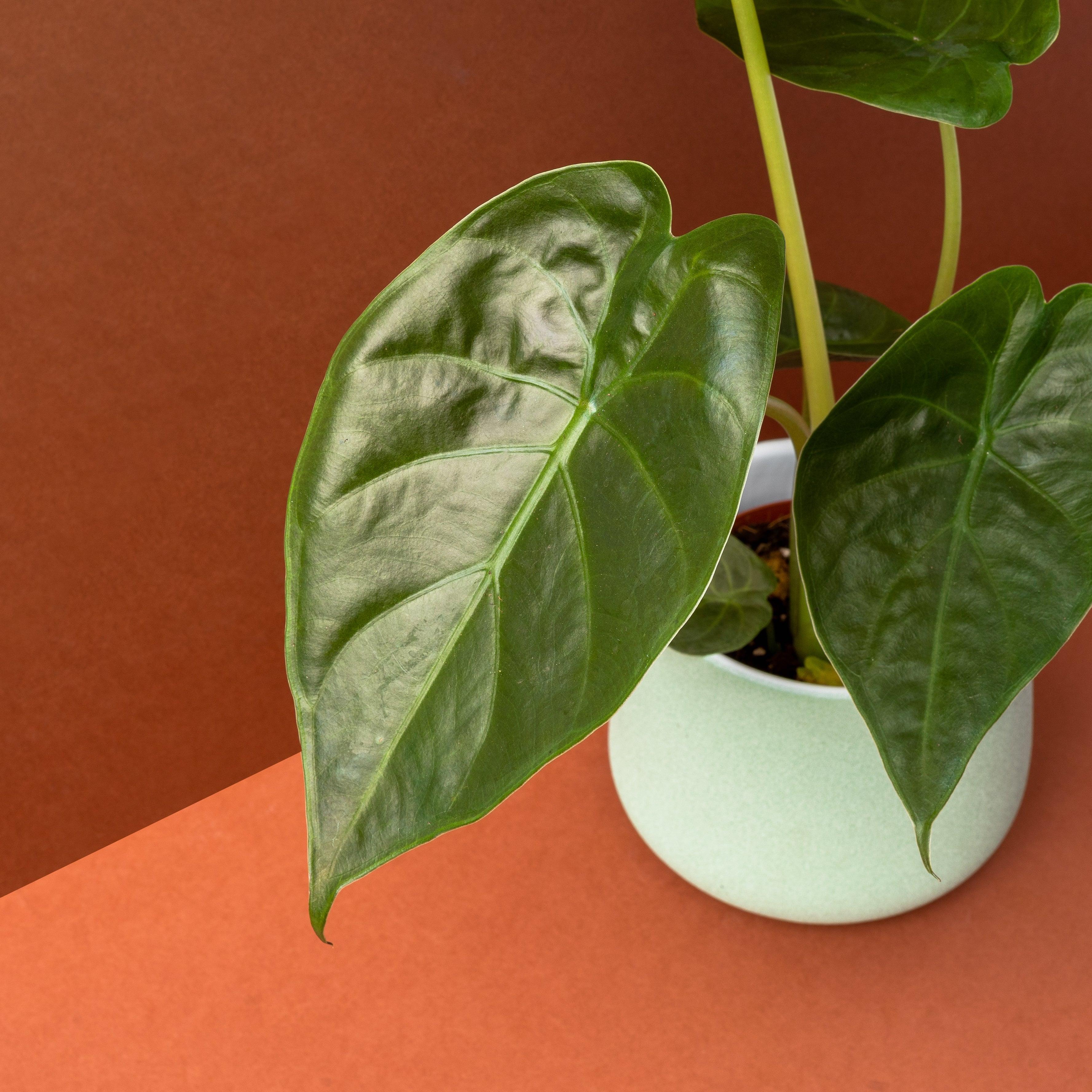 Alocasia Wentii | House Plant - Image 2