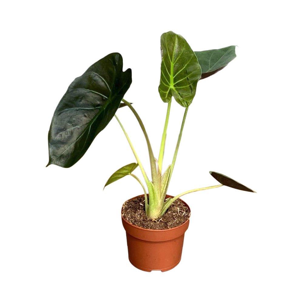 Alocasia Wentii | House Plant - Image 3