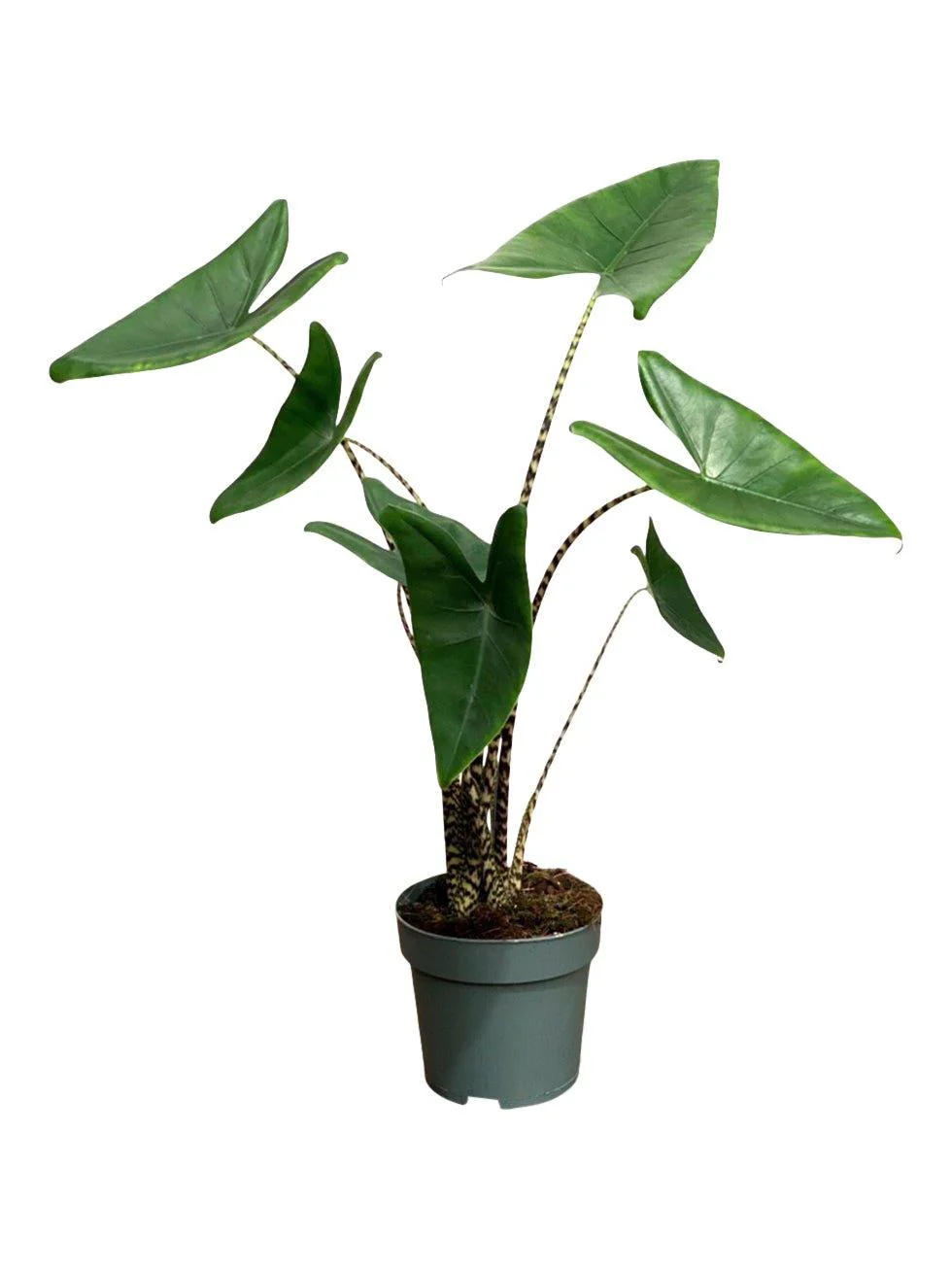Alocasia Zebrina - Image 3