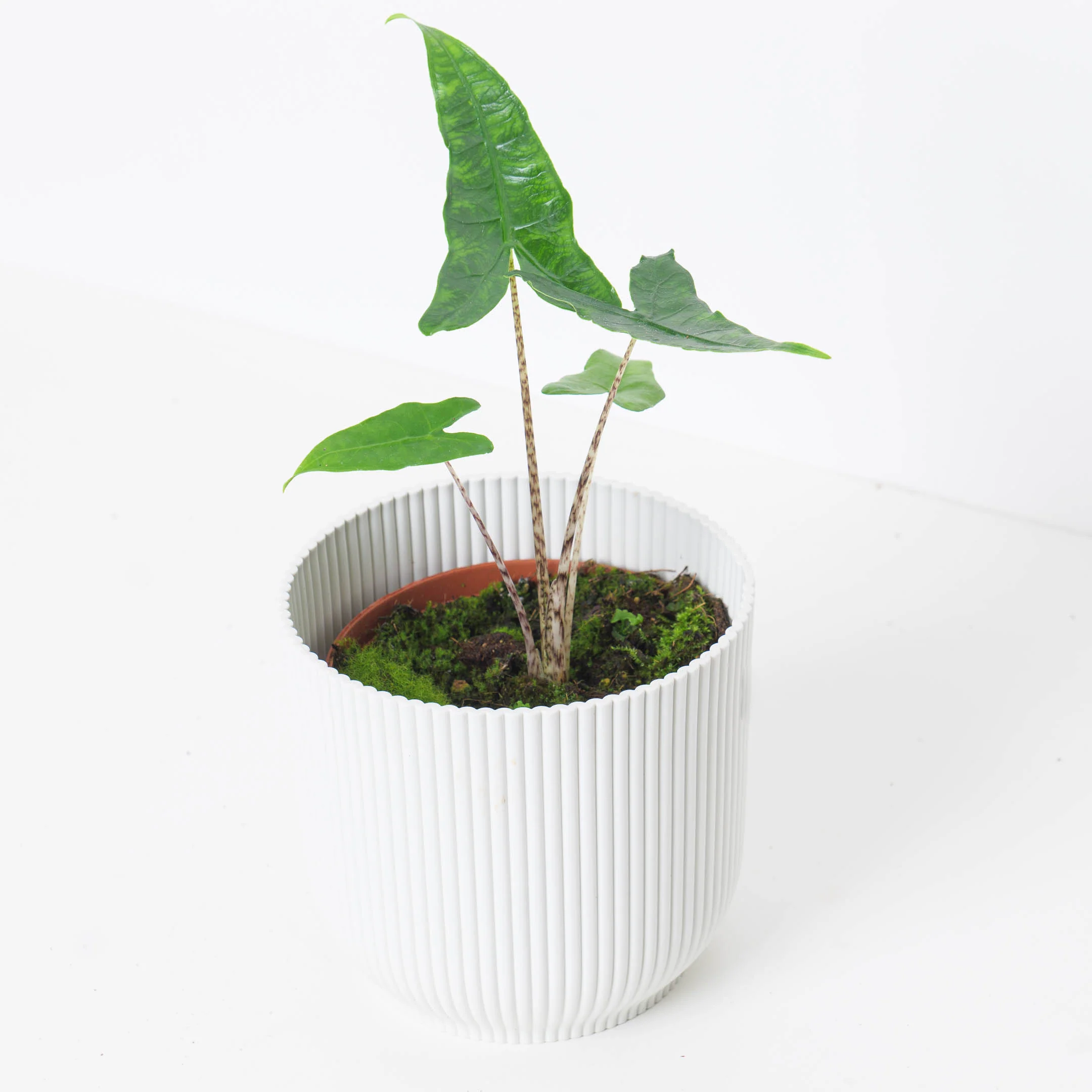 Alocasia Zebrina Reticulata