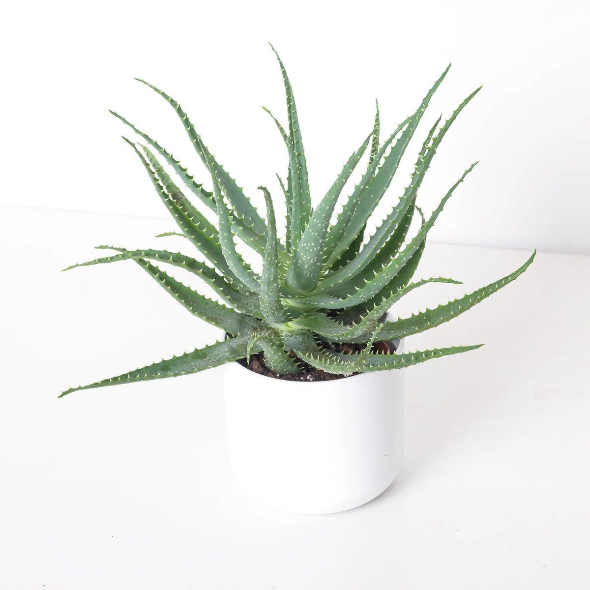 Aloe arborescens