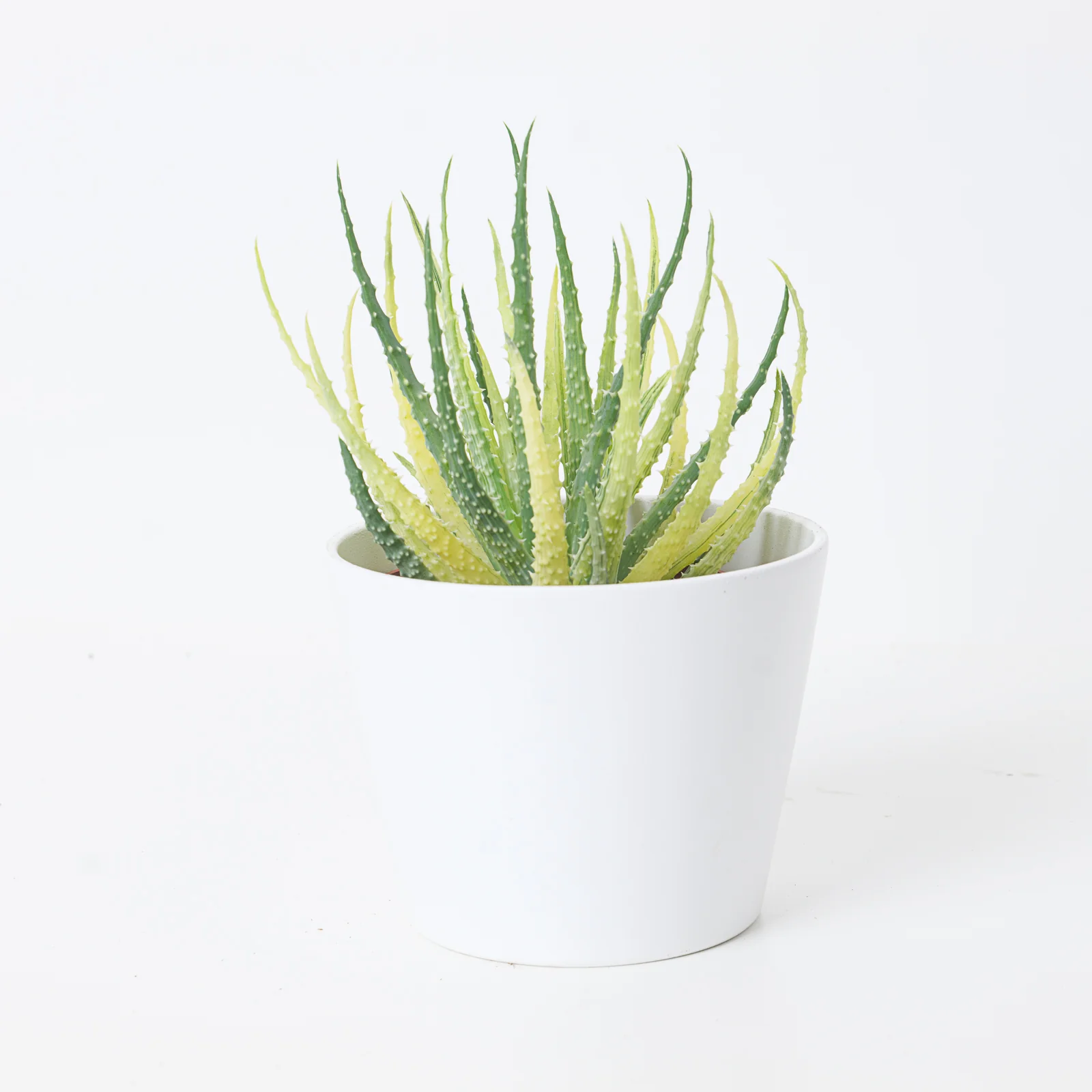 Aloe humilis variegated