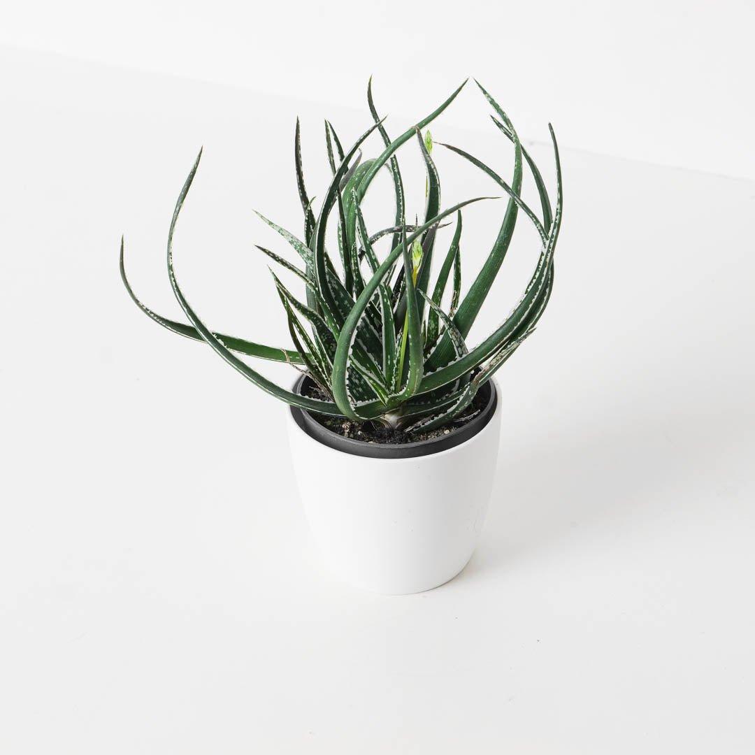 Aloe 'Hummingbird'