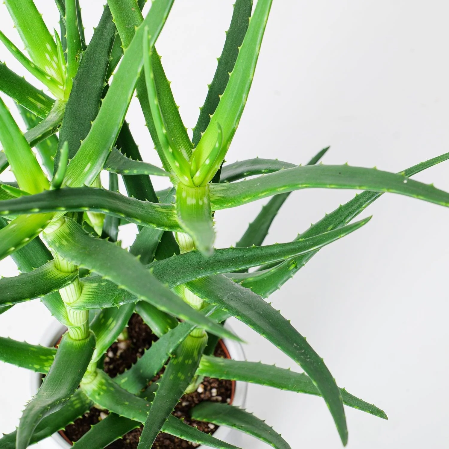 Aloe Kendongensis - Image 3
