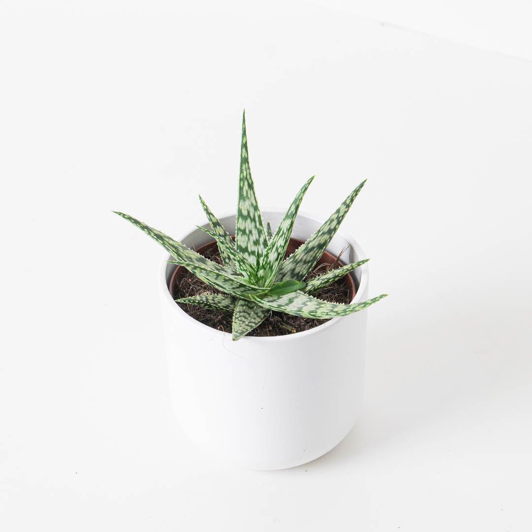 Aloe somaliensis