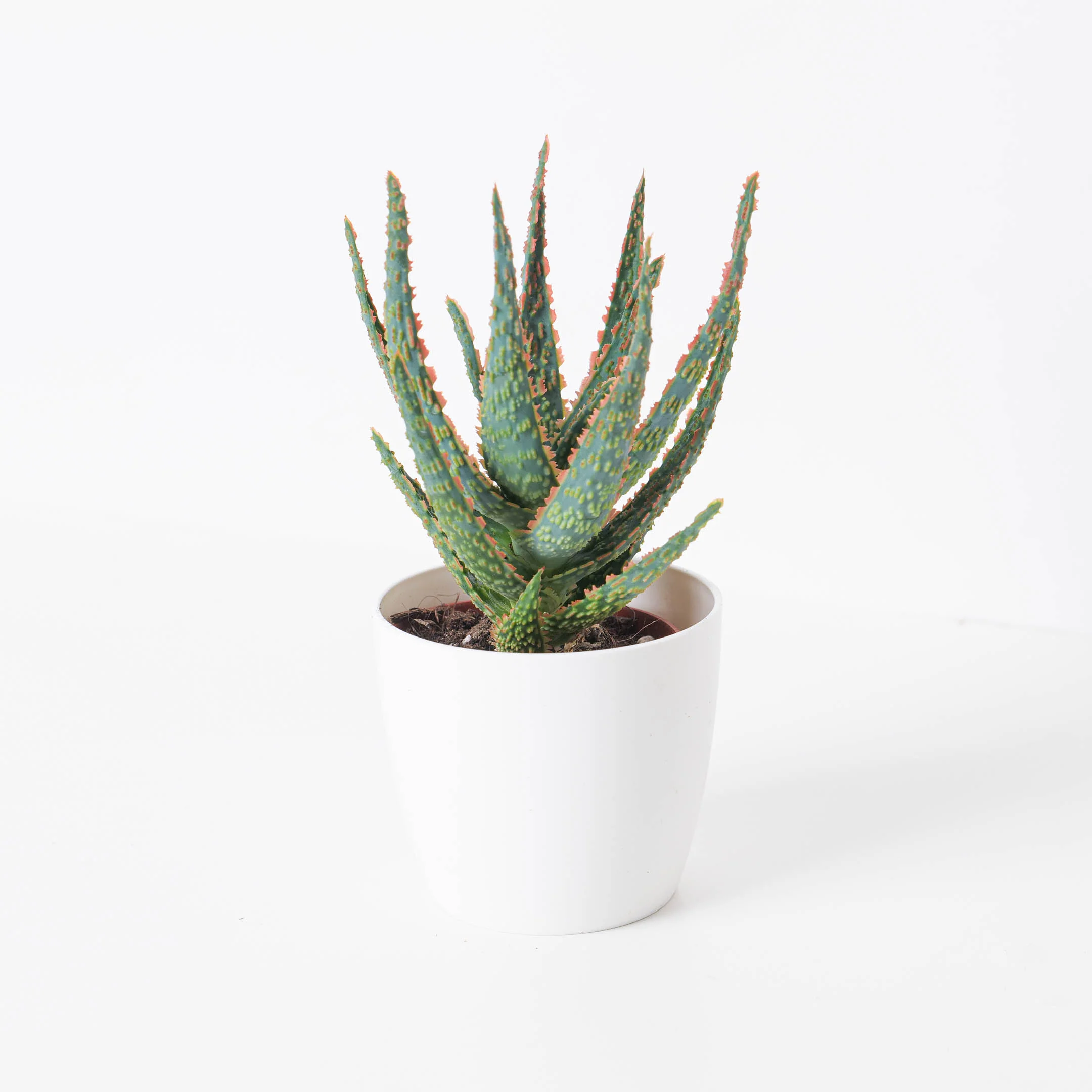 Aloe zebrina 'Dannyz'
