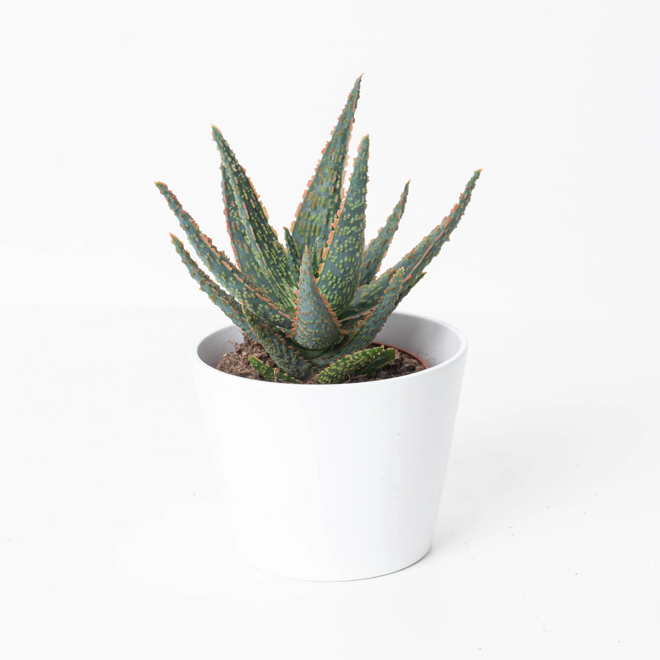 Aloe zebrina 'Dannyz' - Image 2