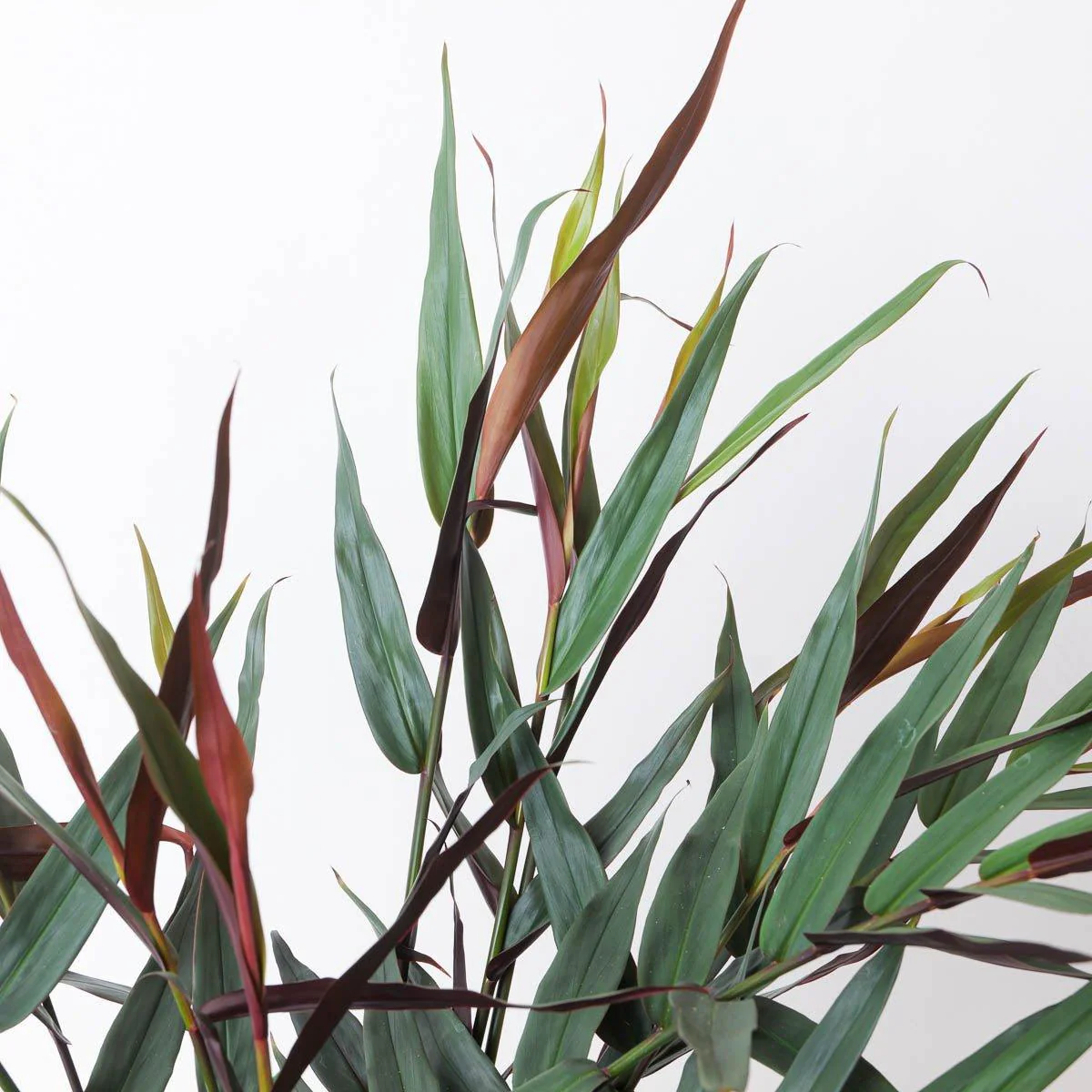 Alpinia luteocarpa - Image 2