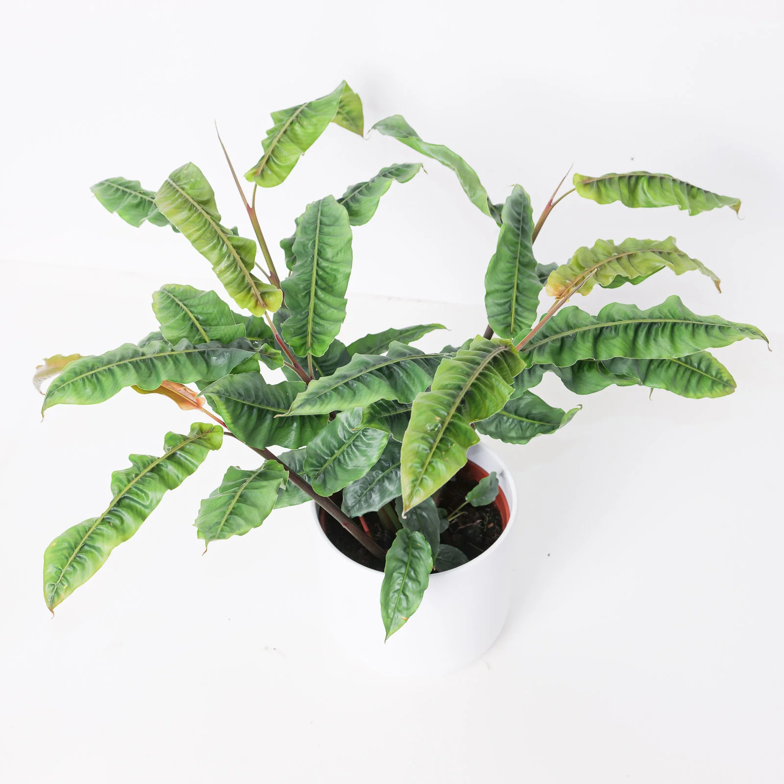 Alpinia rugosa
