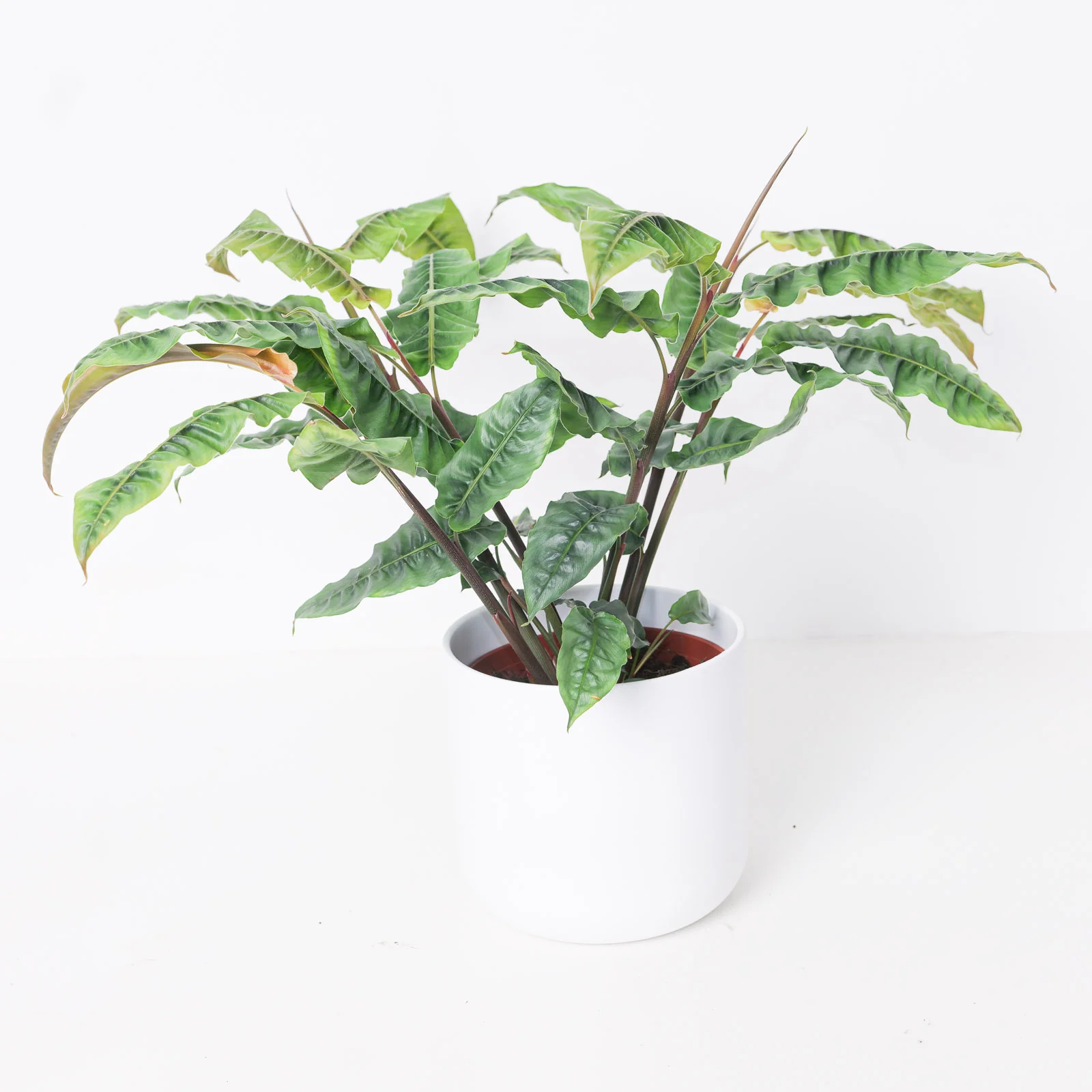 Alpinia rugosa - Image 3