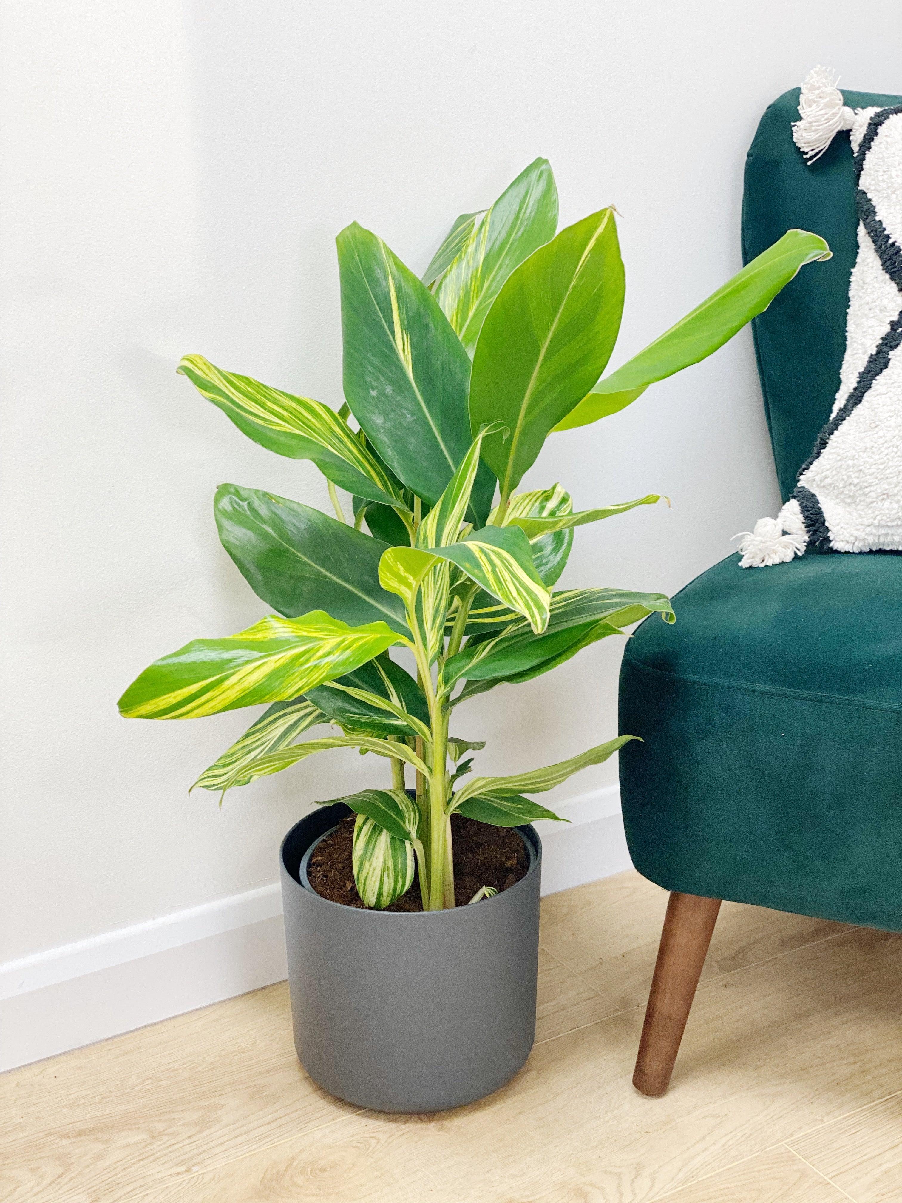 Alpinia Zerumbet Variegated