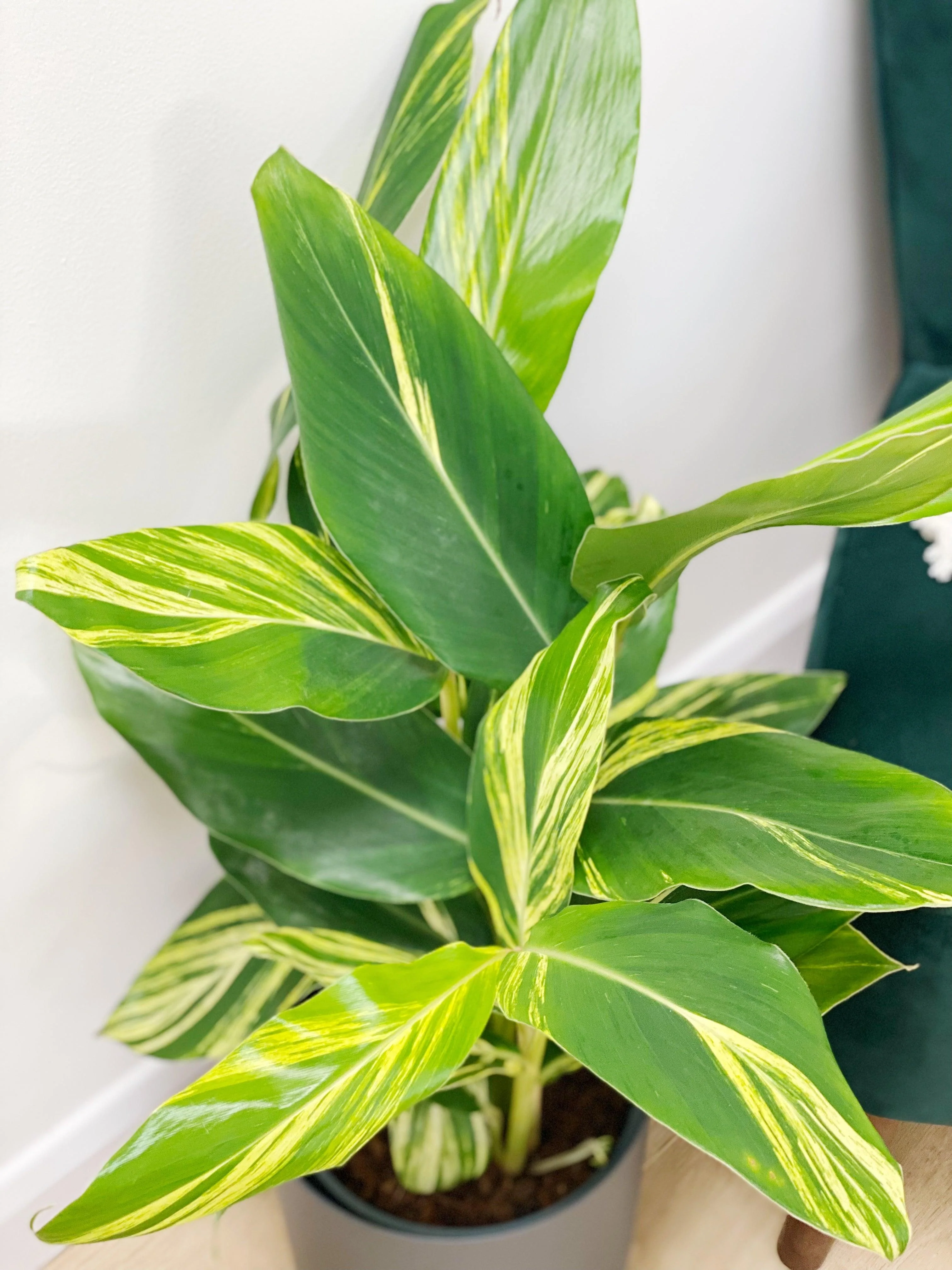 Alpinia Zerumbet Variegated - Image 2
