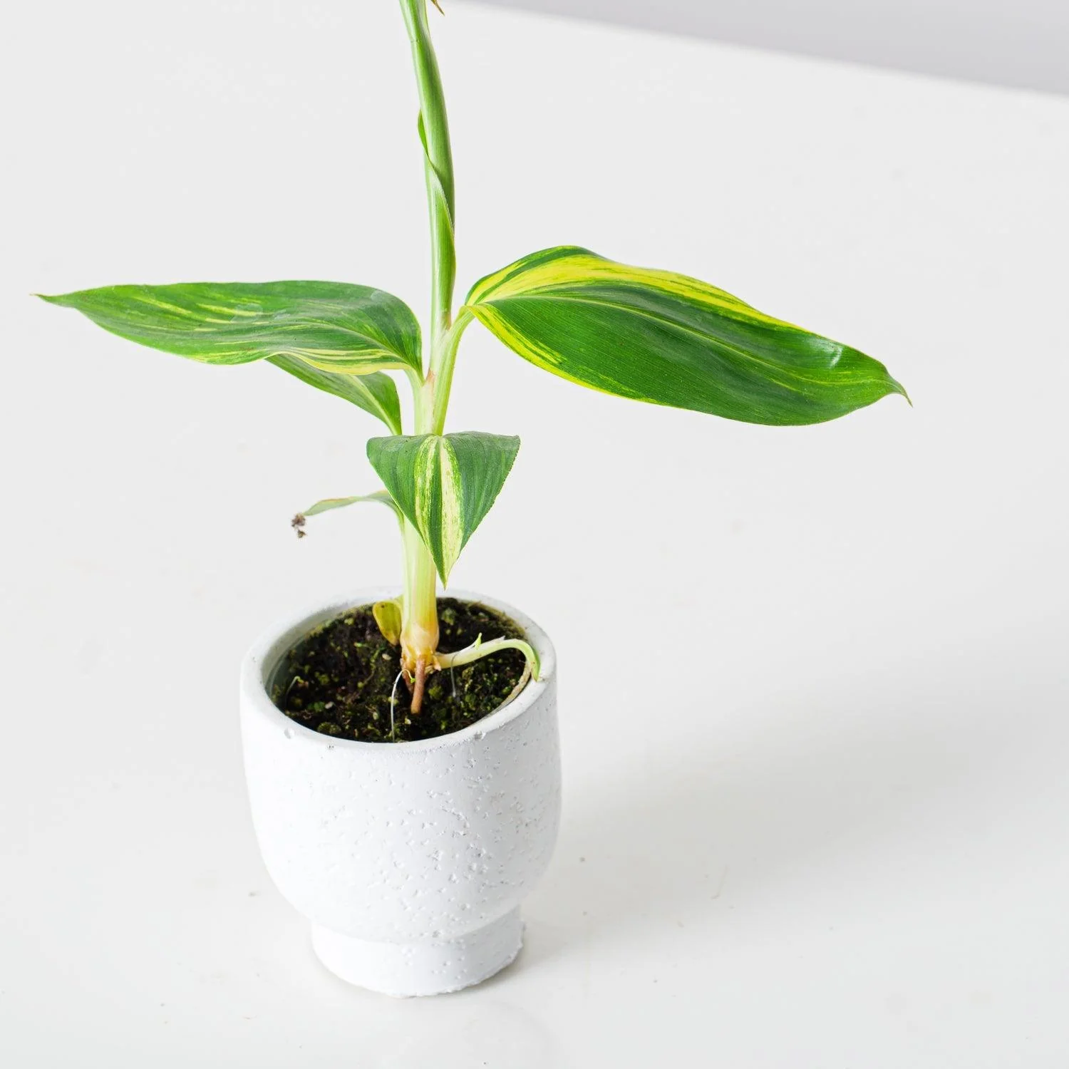 Alpinia Zerumbet Variegated - Image 3