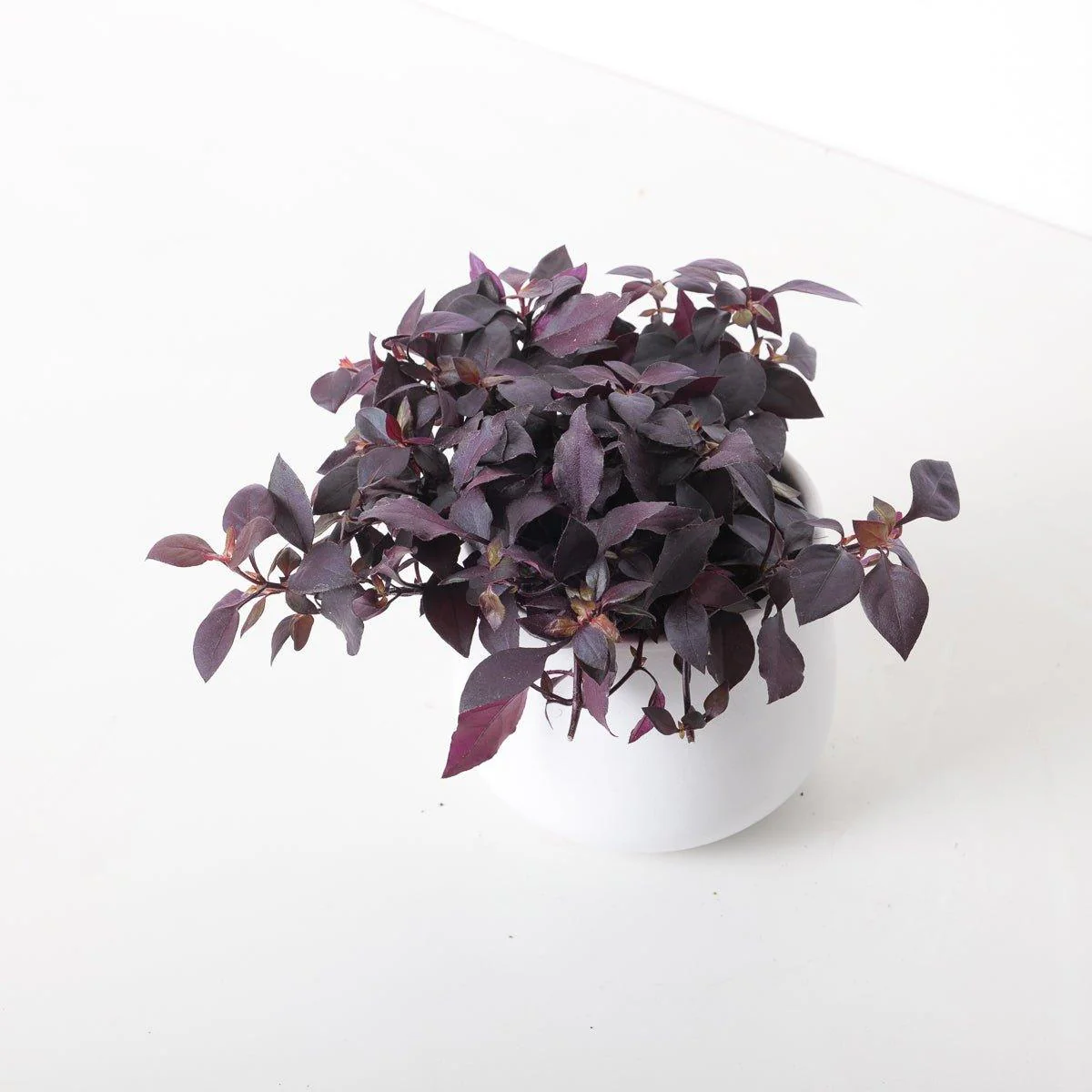 Alternanthera 'Dentata' | Little Ruby