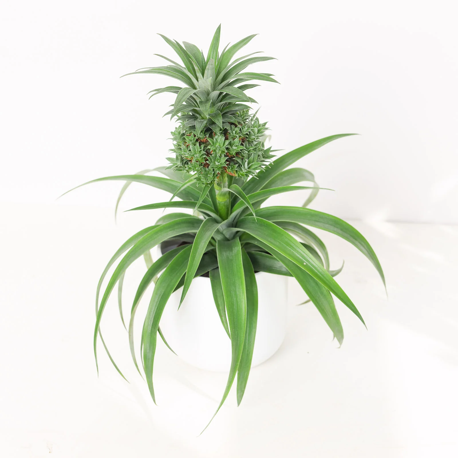 Ananas Baby Boom | Pineapple Plant - Image 2