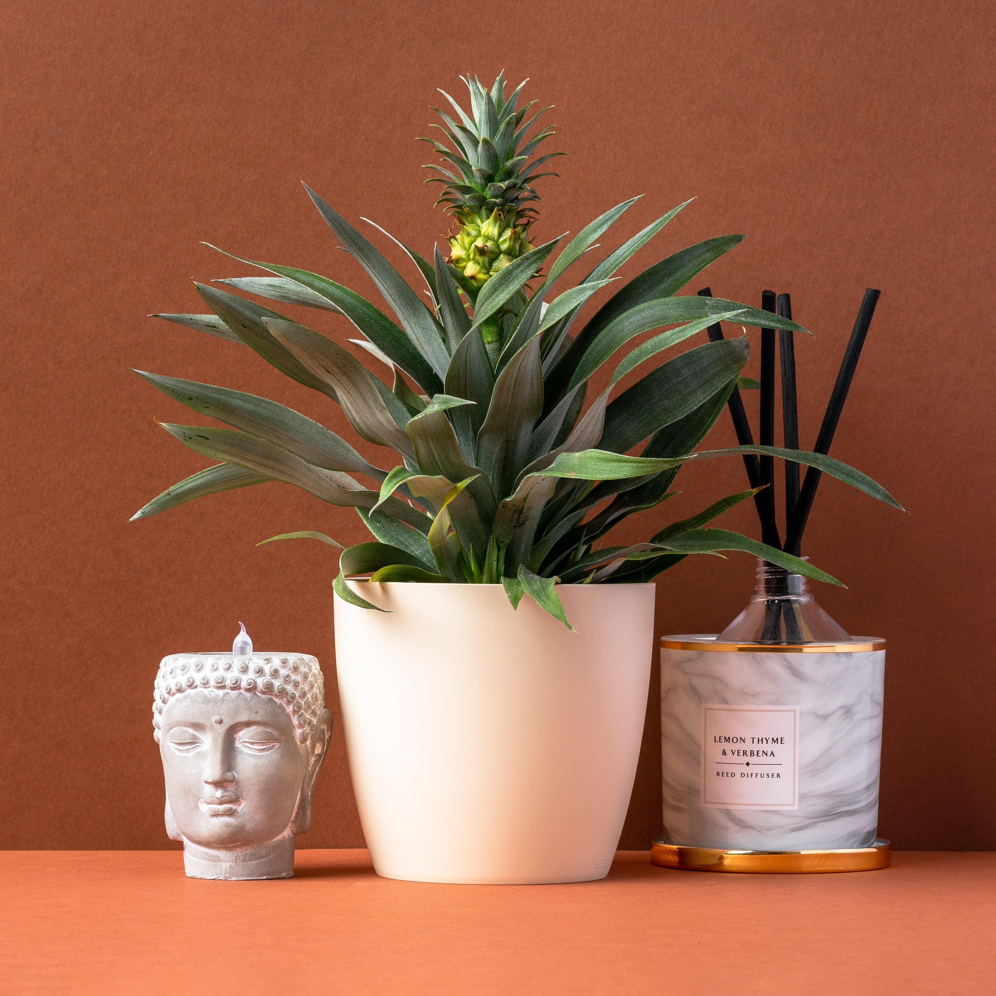 Ananas Pineapple Plant Mi Amigo | House Plant