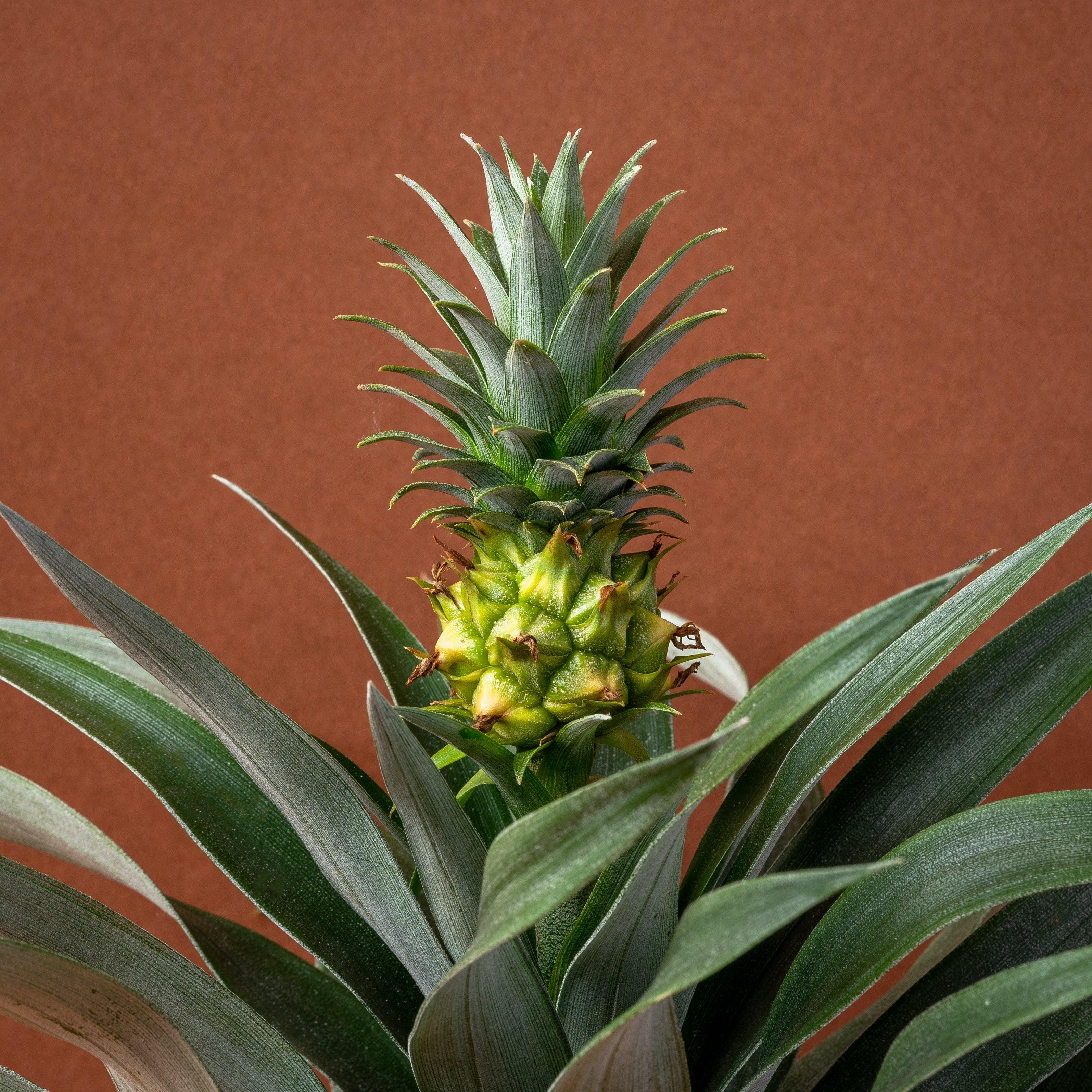 Ananas Pineapple Plant Mi Amigo | House Plant - Image 2