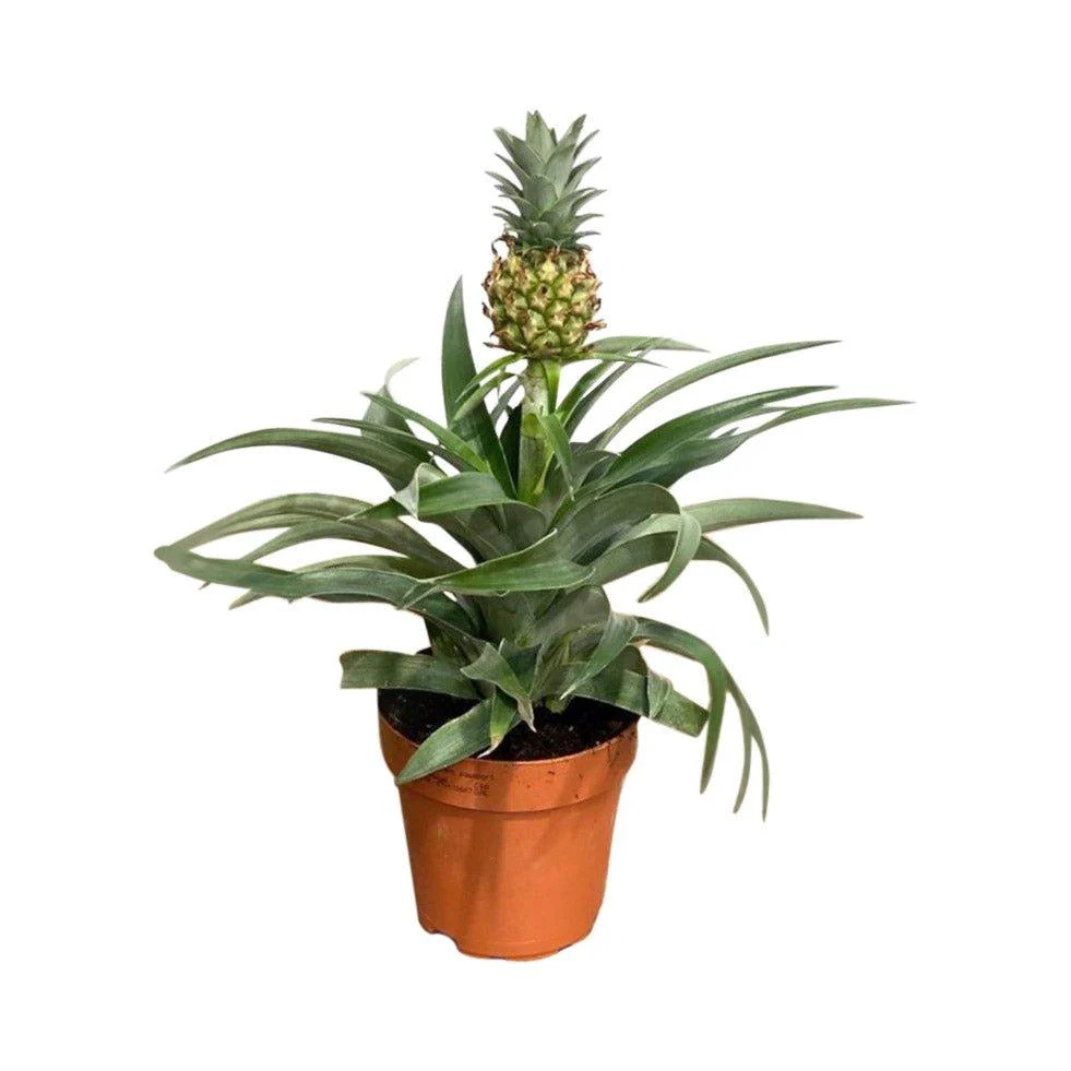 Ananas Pineapple Plant Mi Amigo | House Plant - Image 3