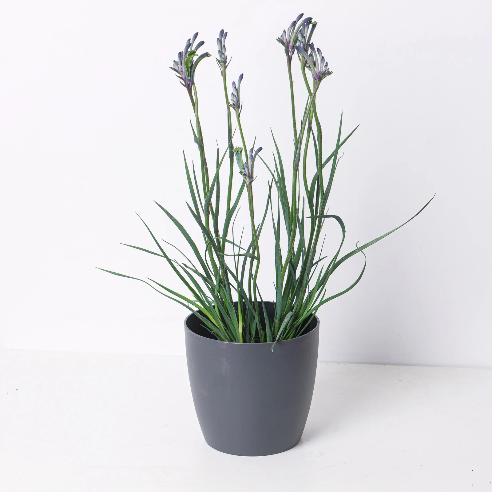 Angiozanthos Masquerade | Blue Kangaroo Paw