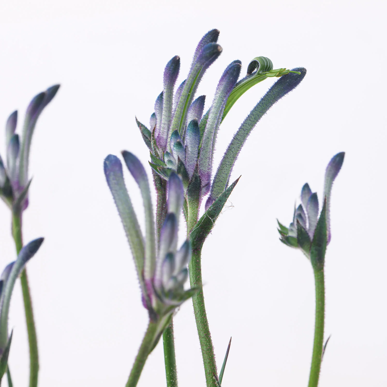 Angiozanthos Masquerade | Blue Kangaroo Paw - Image 2