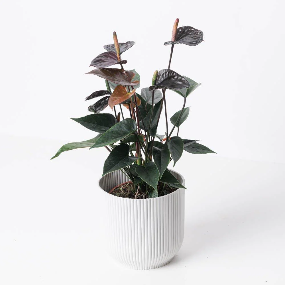 Anthurium andraeanum x 'Black Love'