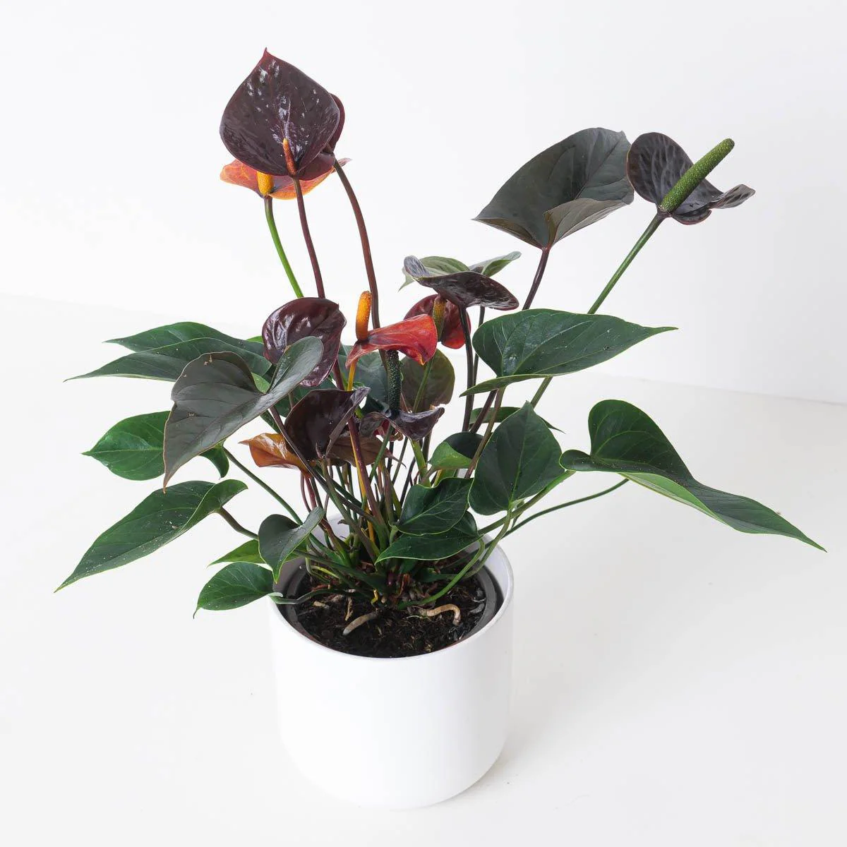 Anthurium andraeanum x 'Black Love' - Image 2