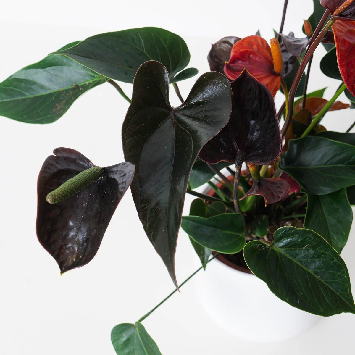 Anthurium andraeanum x 'Black Love' - Image 3