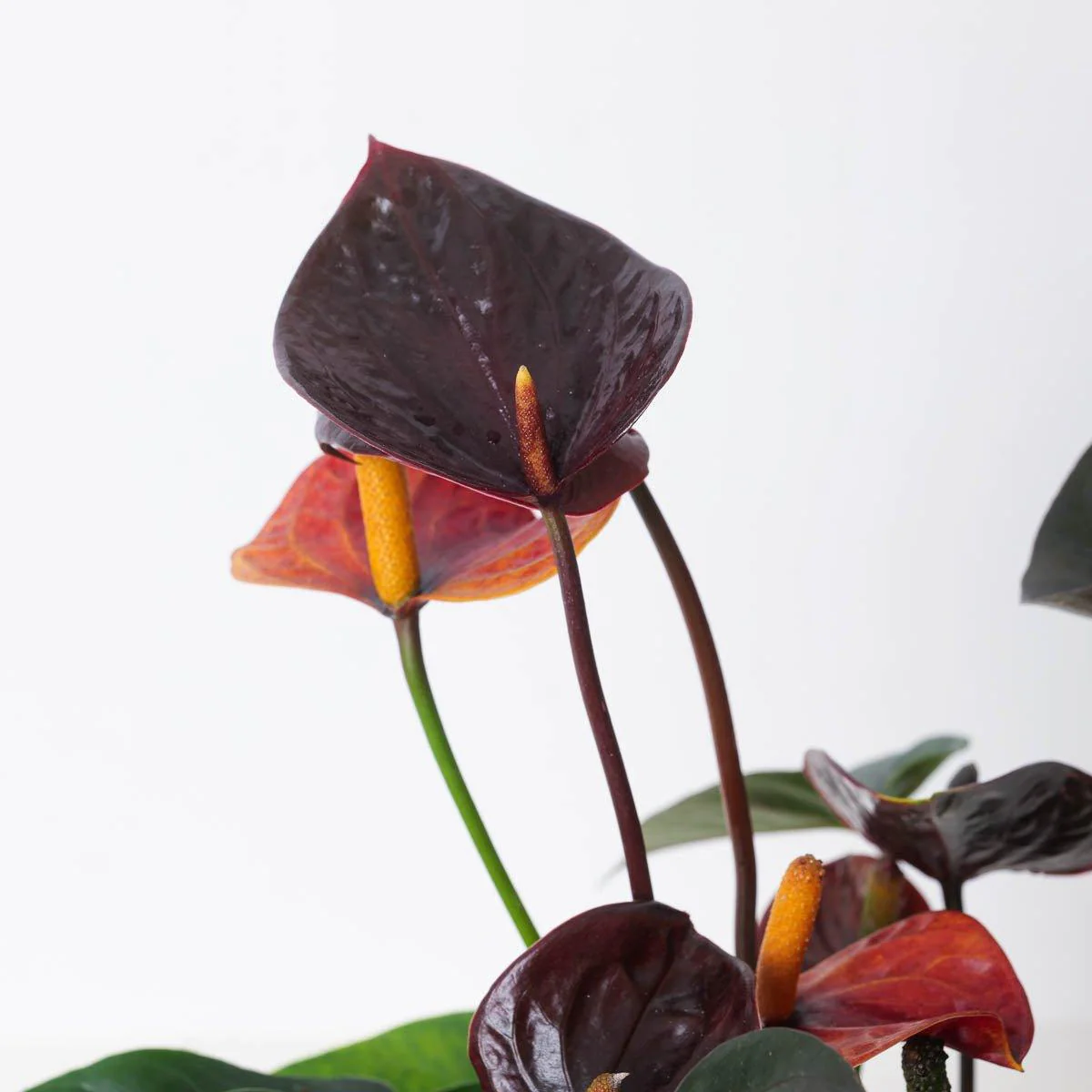 Anthurium andraeanum x 'Black Love' - Image 4