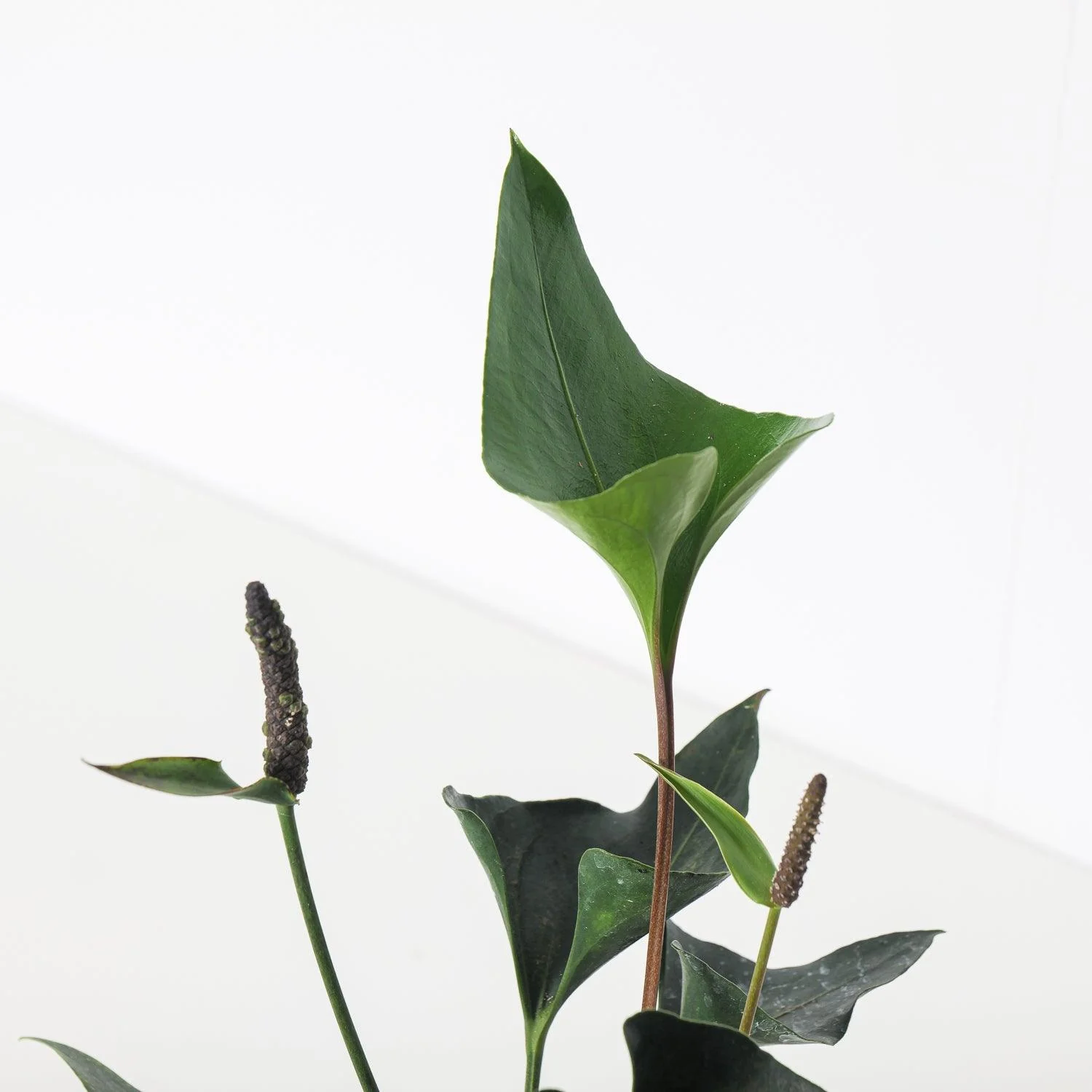 Anthurium 'Arrow' - Image 3