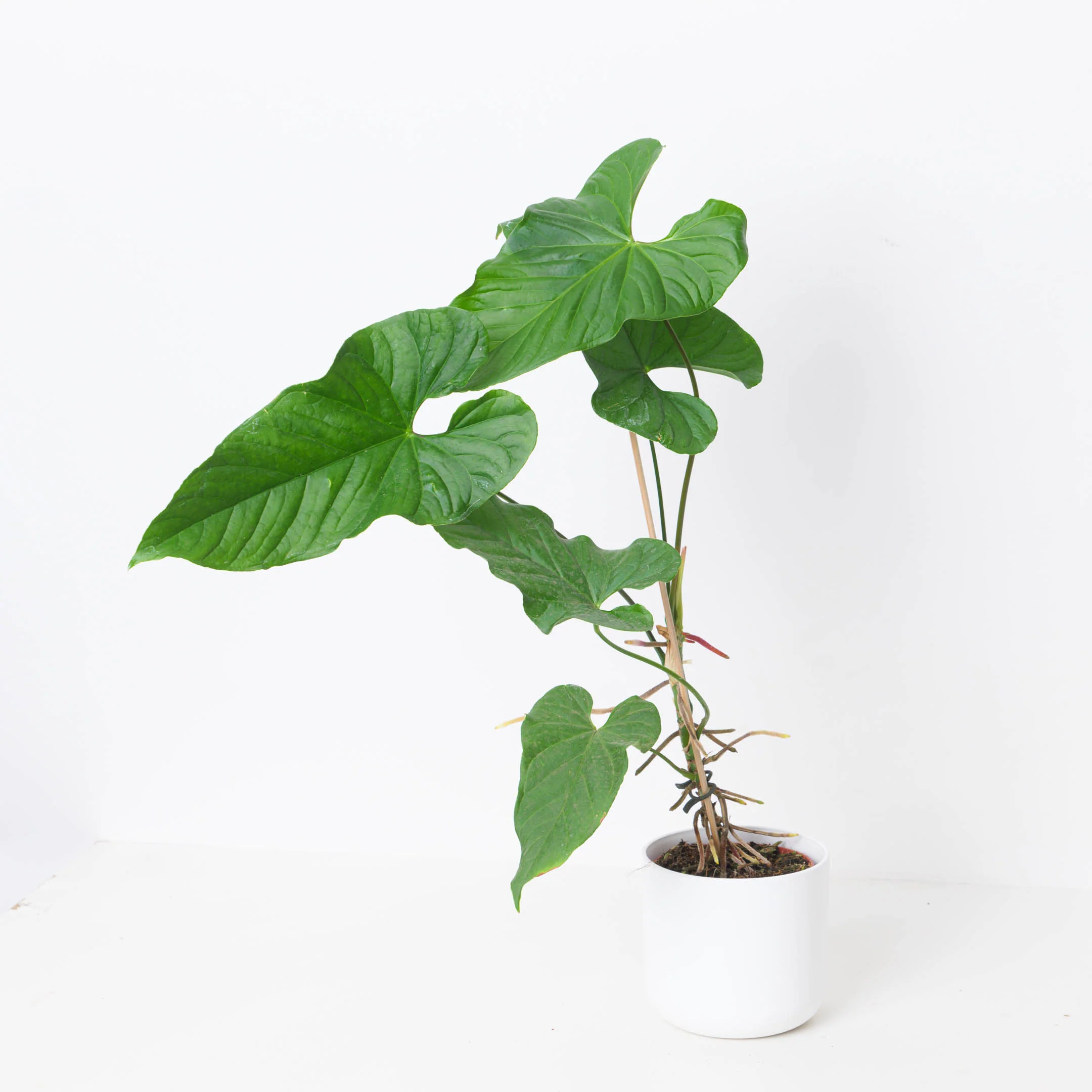 Anthurium balaoanum