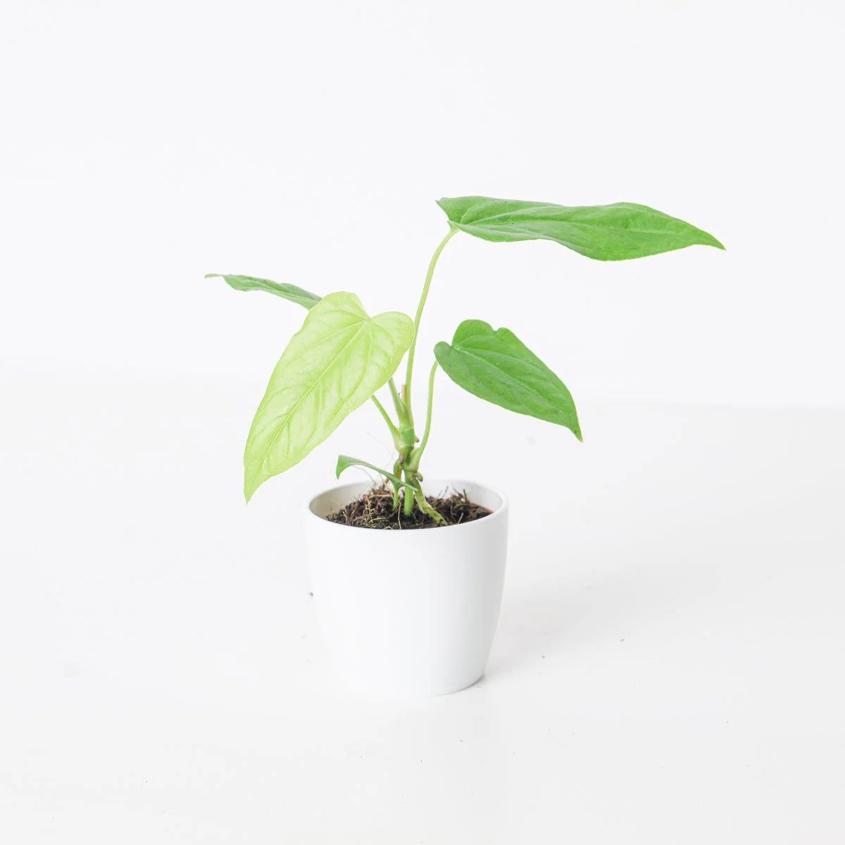 Anthurium balaoanum - Image 2