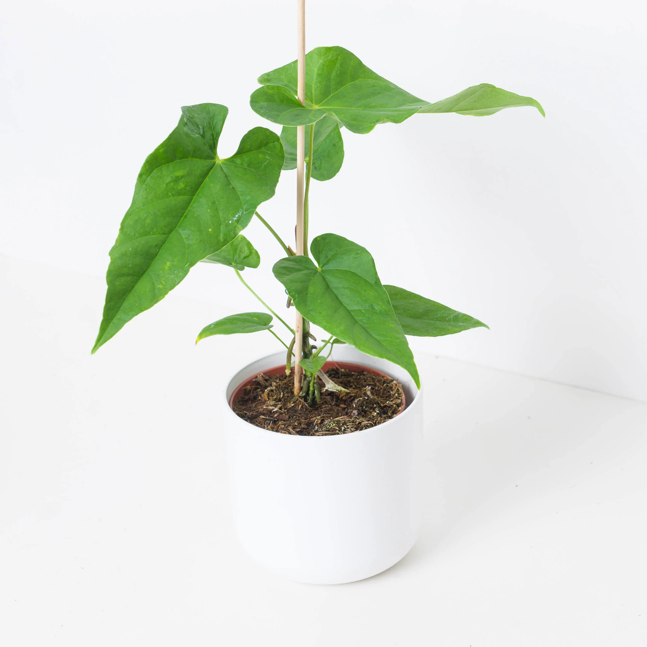 Anthurium balaoanum - Image 3