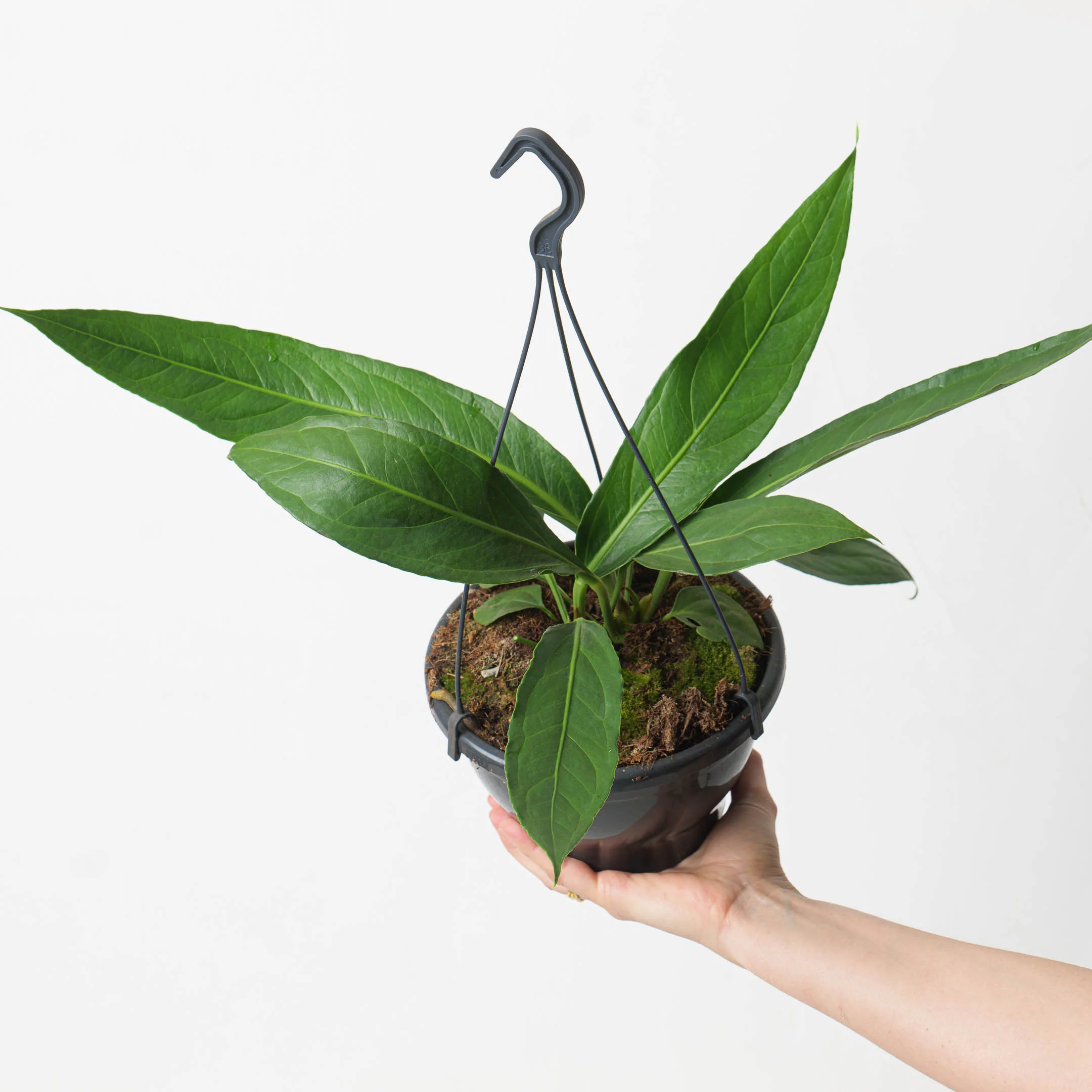 Anthurium ‘Big Bill’ (A. cubense x pendulifolium) - Image 2