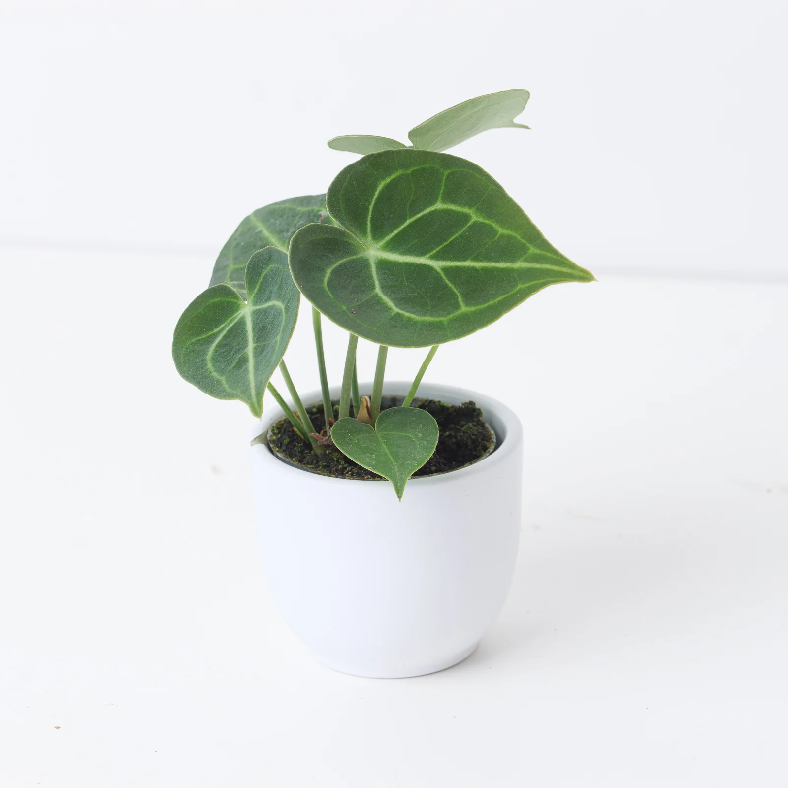 Anthurium Clarinervium - Image 10