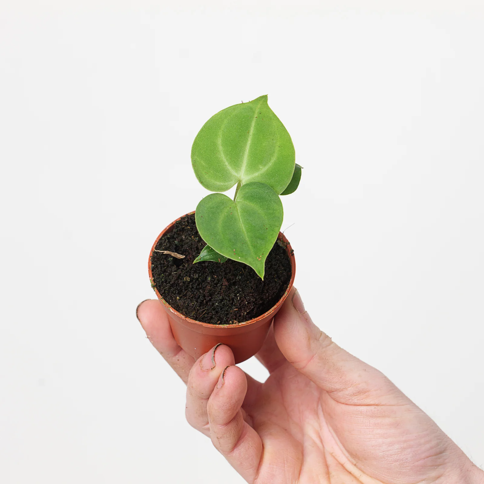 Anthurium Clarinervium - Image 11