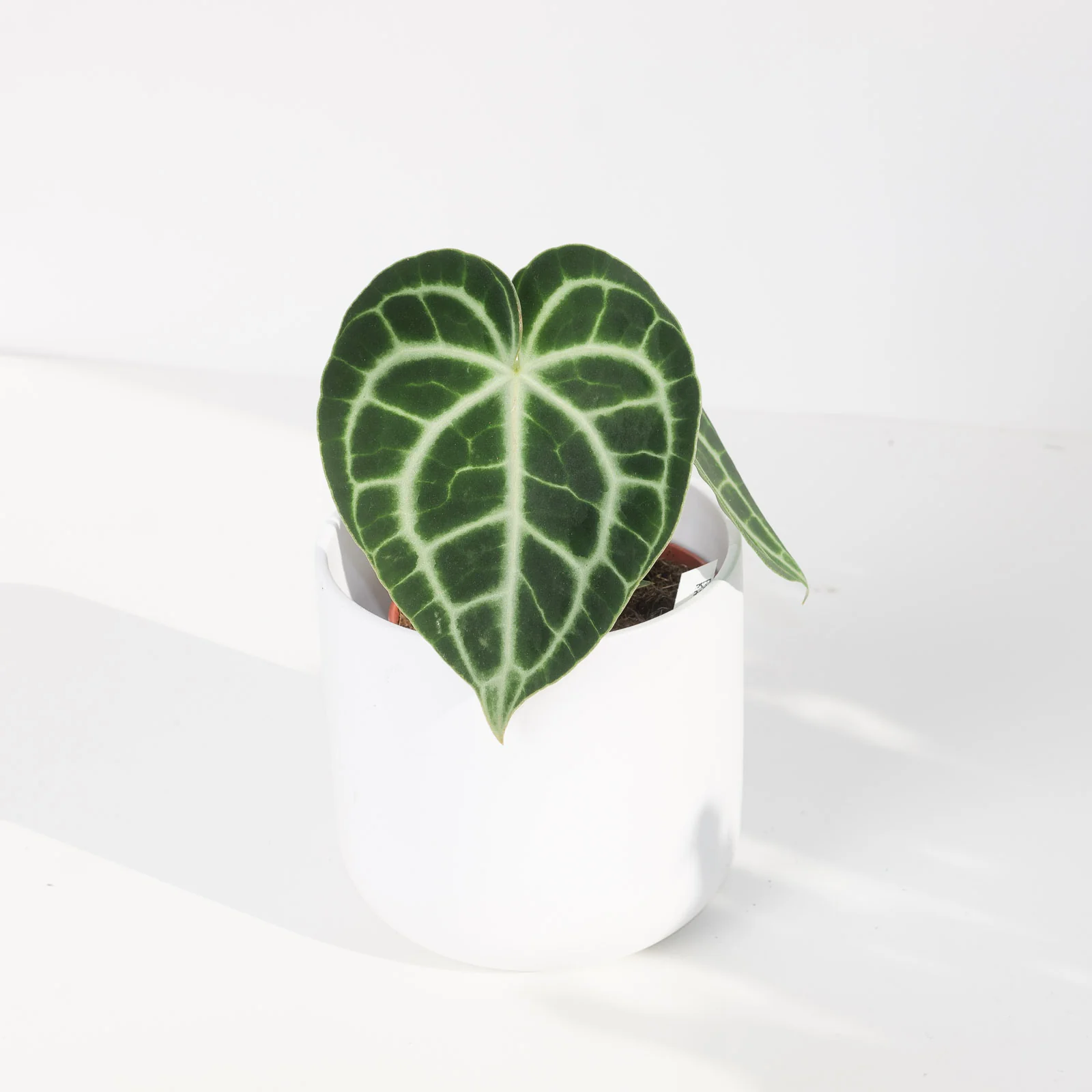Anthurium Clarinervium - Image 12