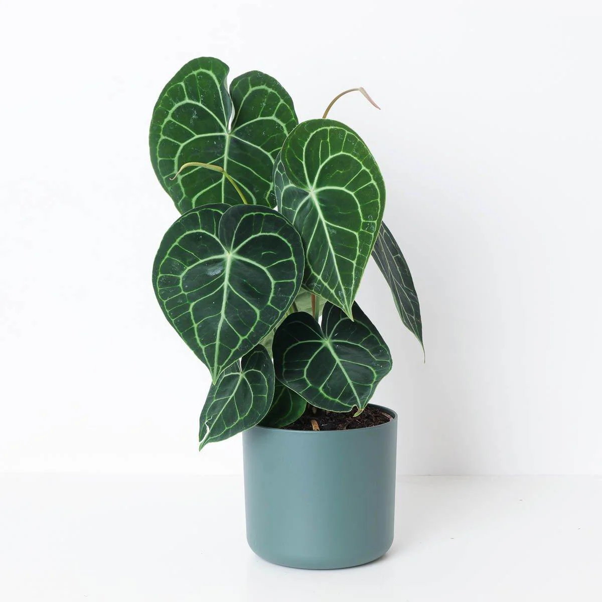 Anthurium Clarinervium - Image 3
