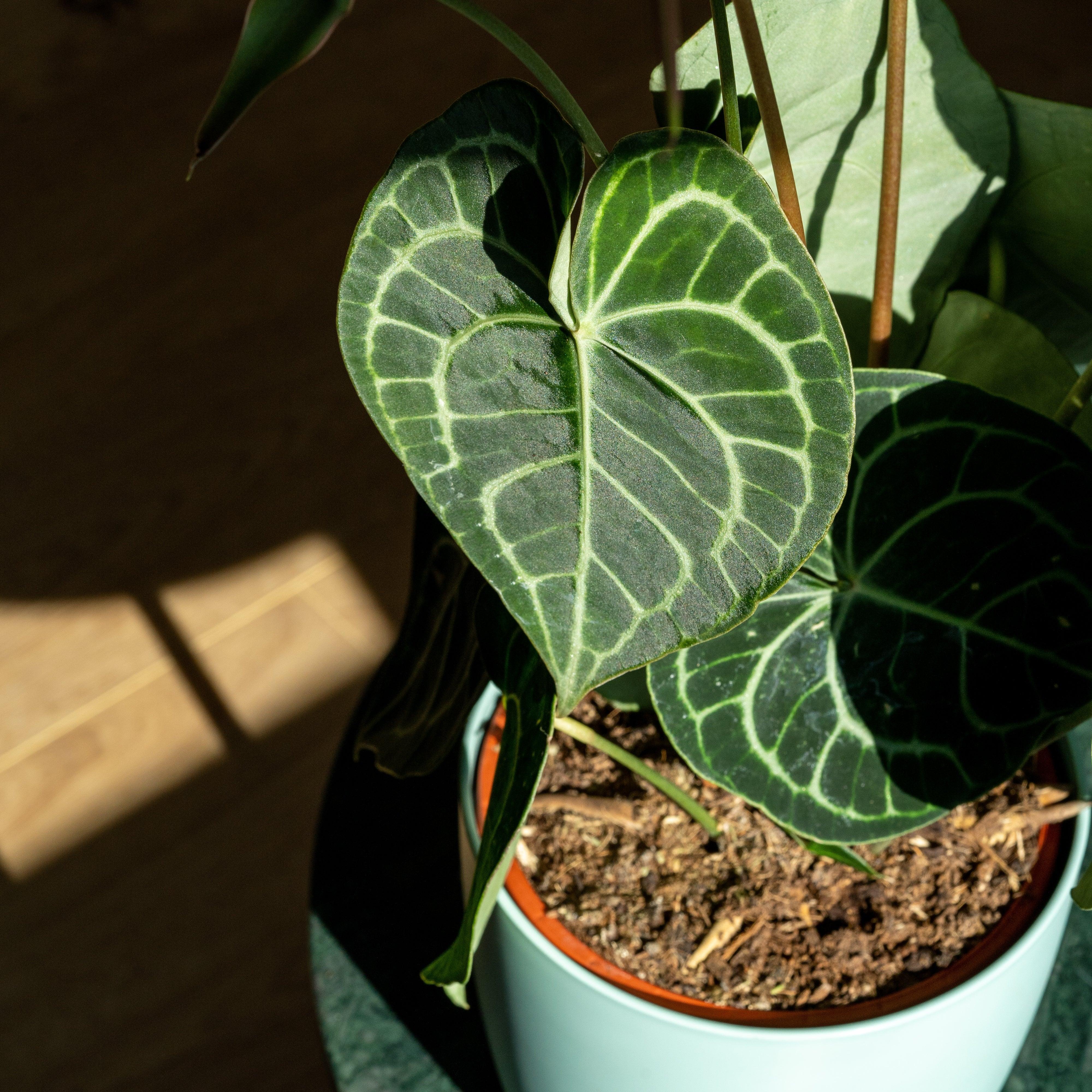 Anthurium Clarinervium - Image 4