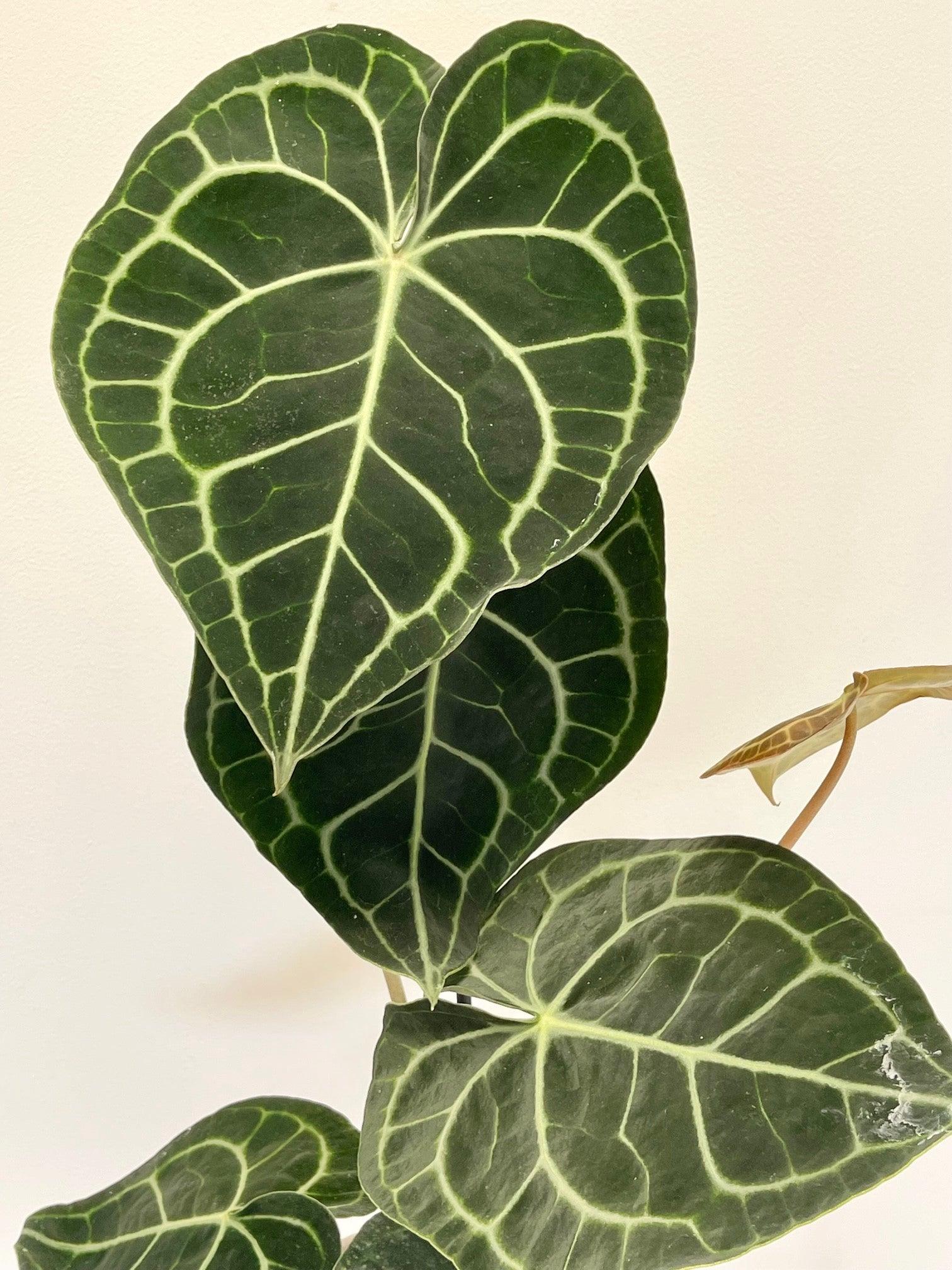 Anthurium Clarinervium - Image 5