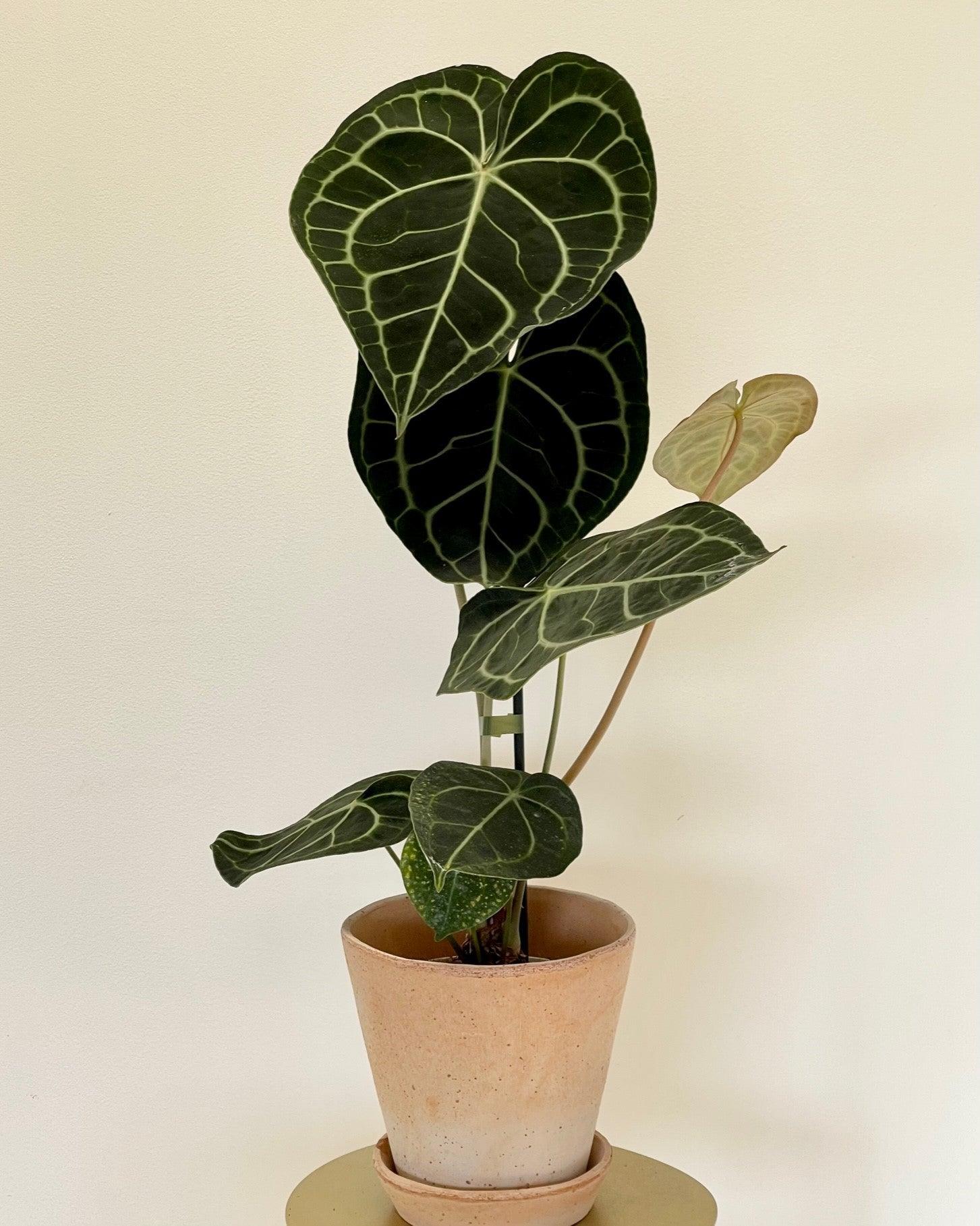 Anthurium Clarinervium - Image 6