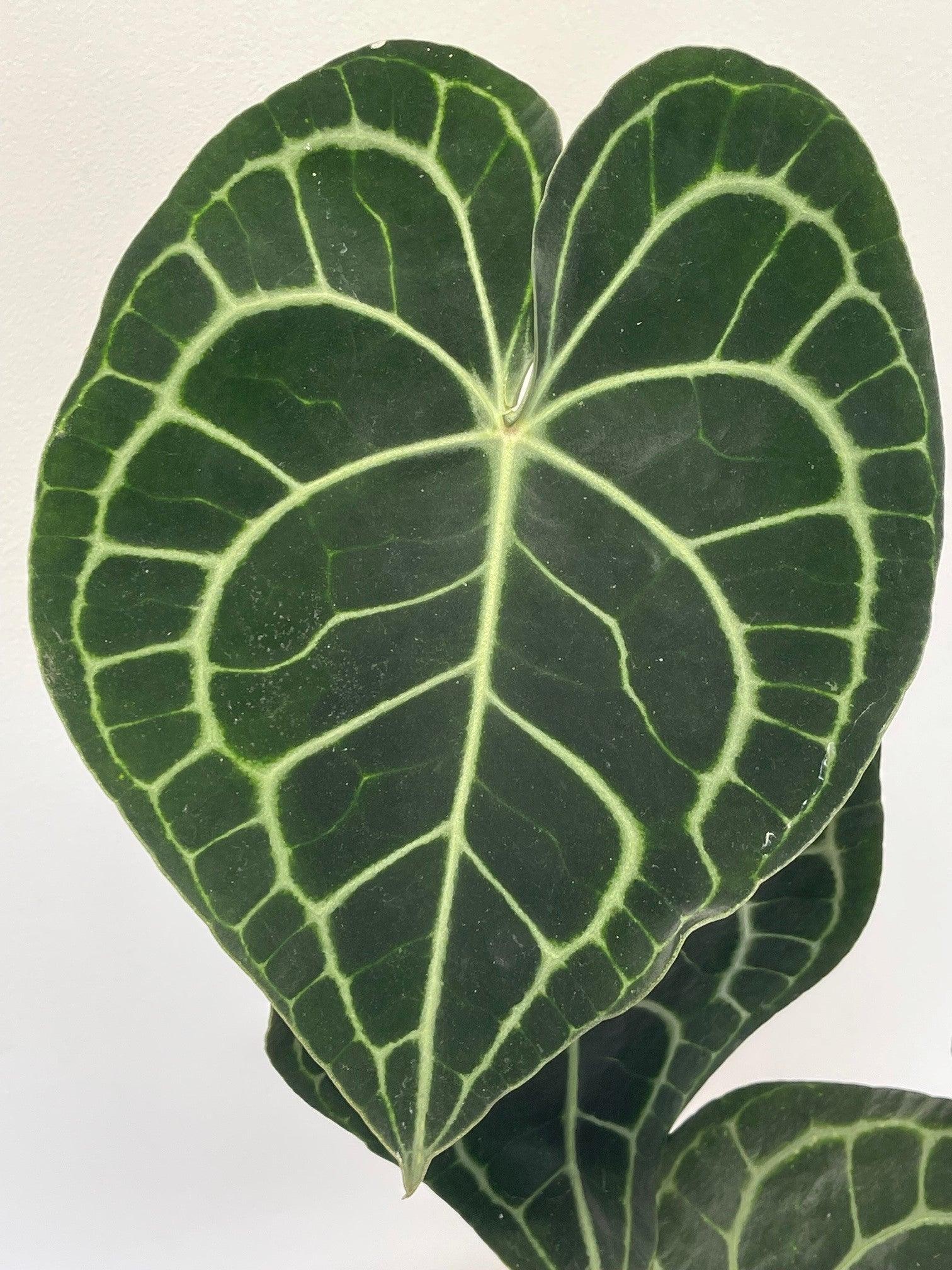 Anthurium Clarinervium - Image 7