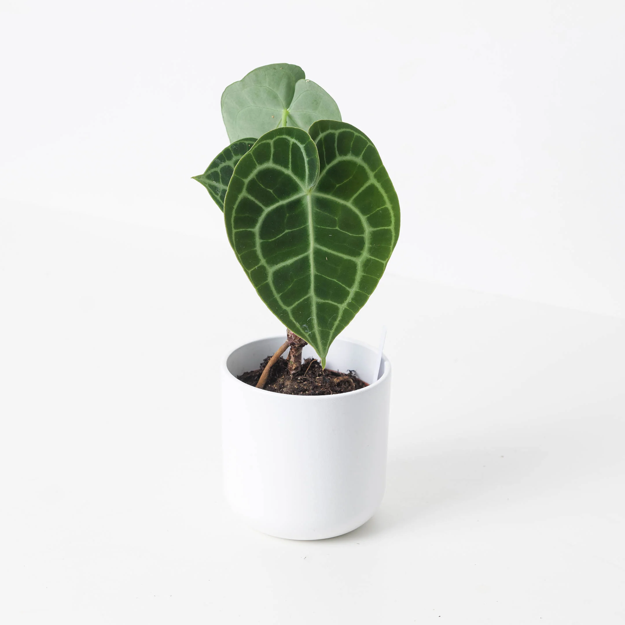 Anthurium Clarinervium - Image 8