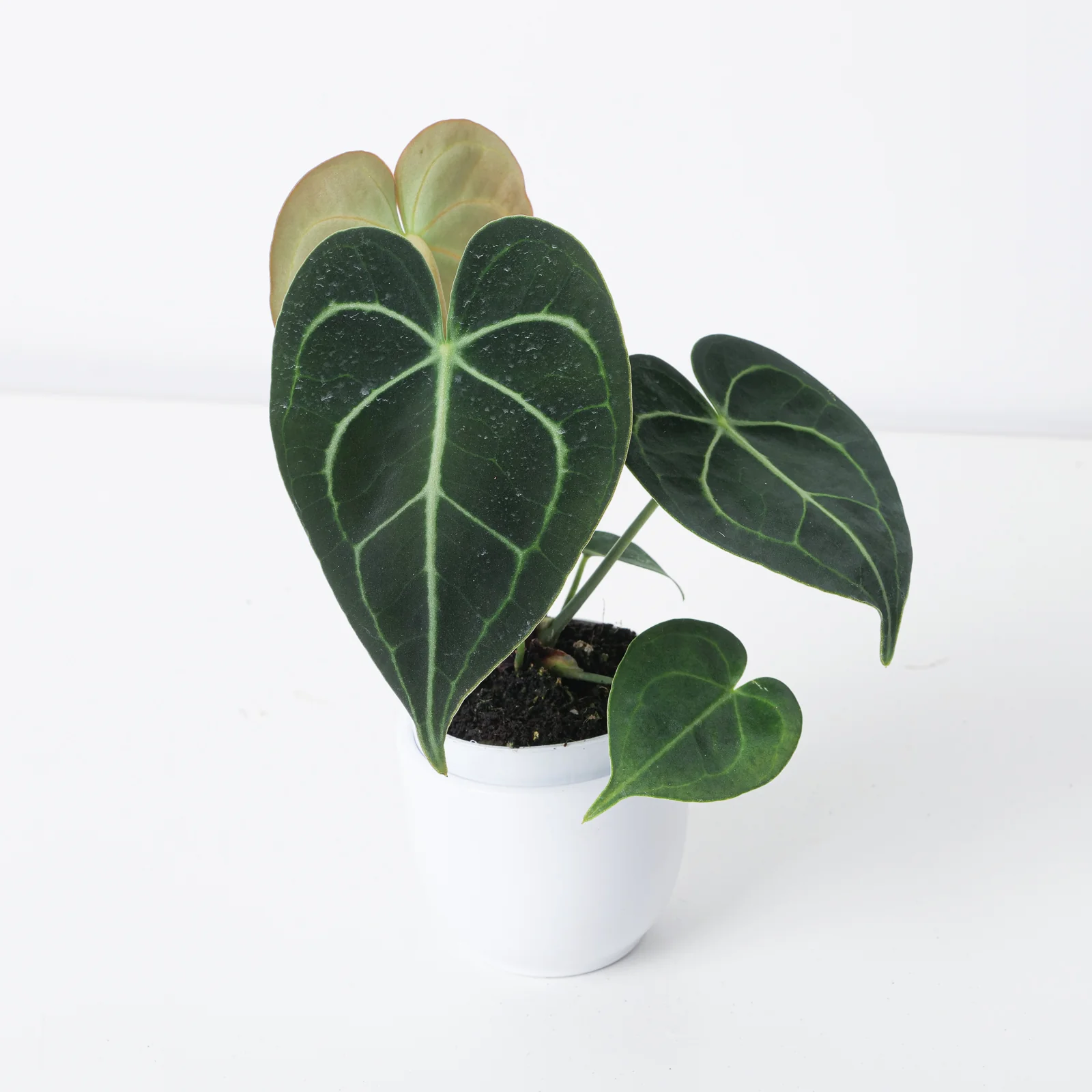 Anthurium Clarinervium - Image 9