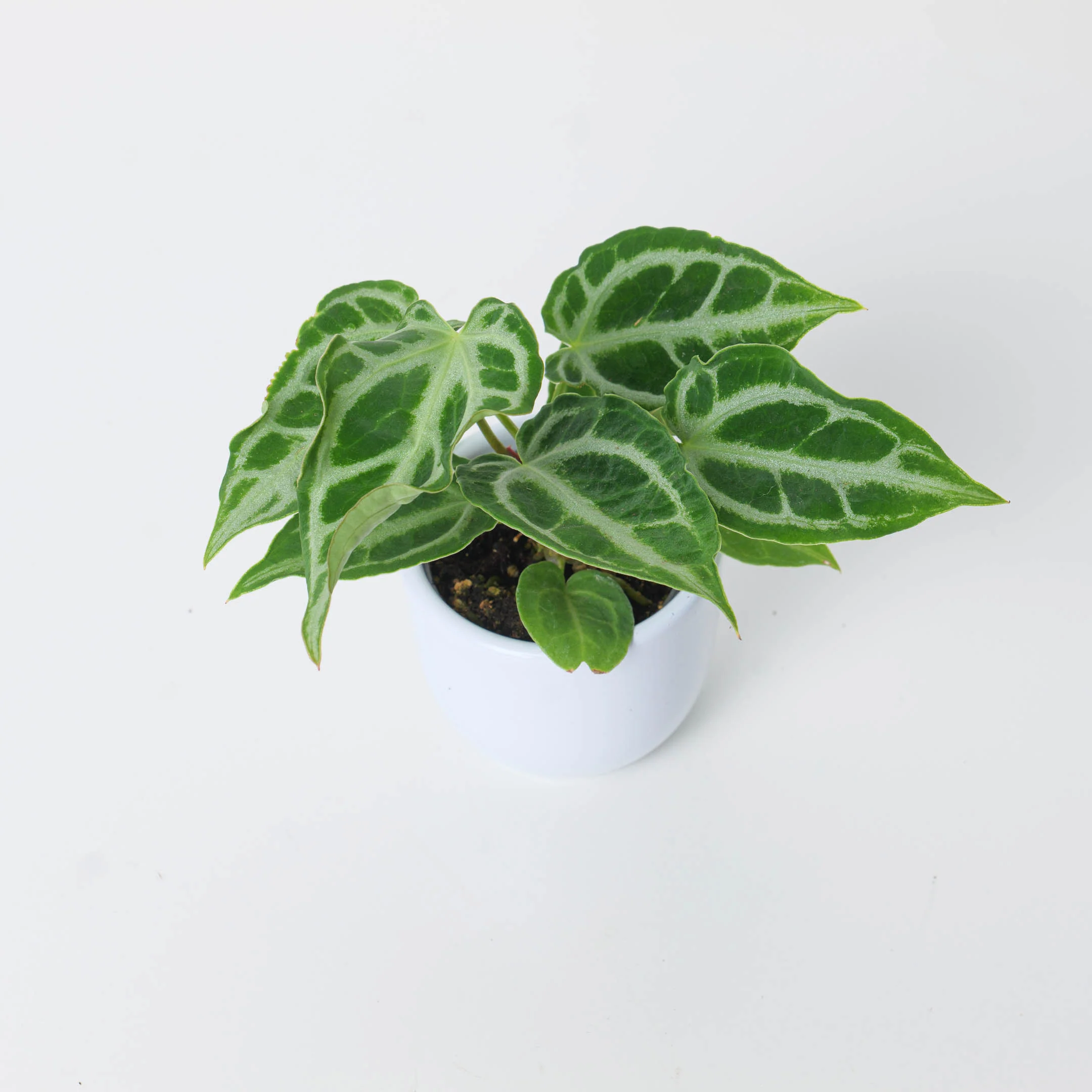 Anthurium Crystal Hope