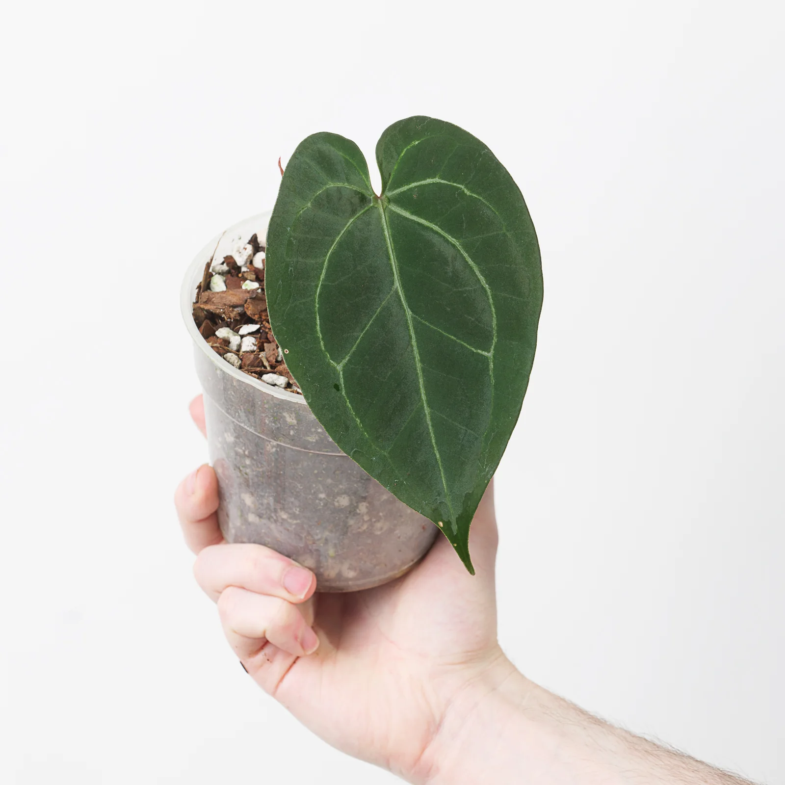 Anthurium Crystallinum 'Dark Silver'