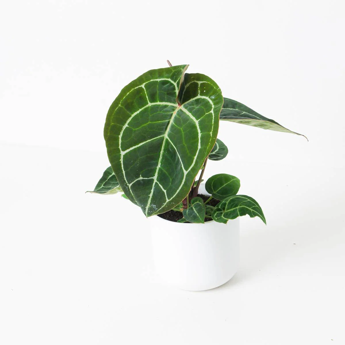 Anthurium Crystallinum Flourite
