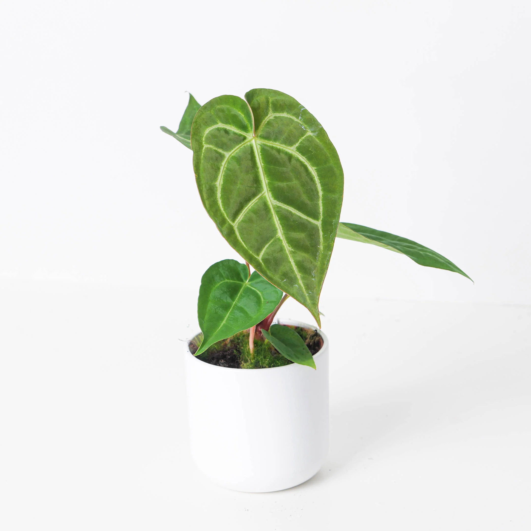 Anthurium crystallinum x luxurians