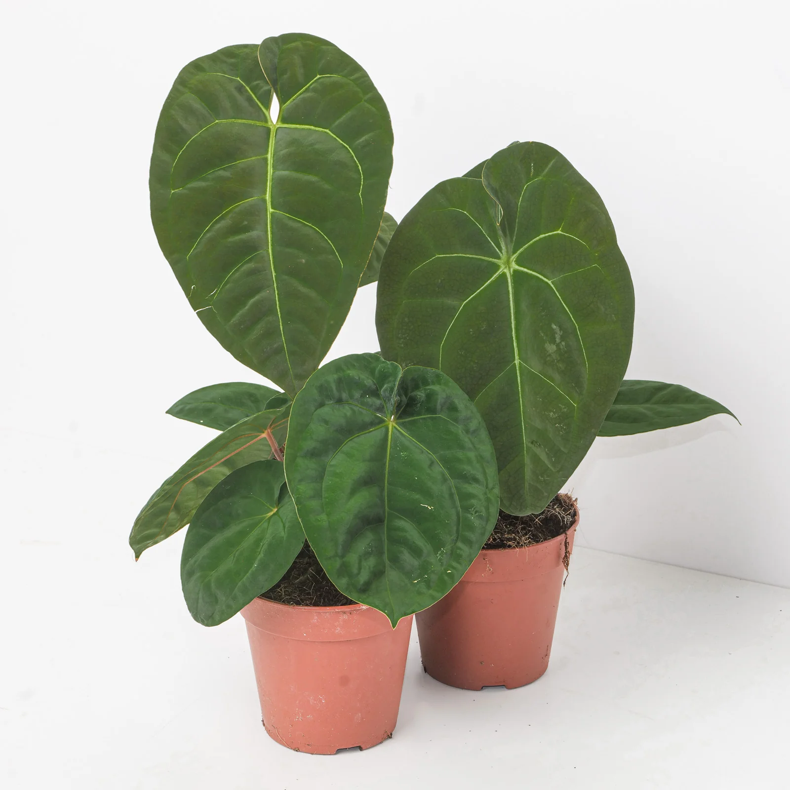 Anthurium Hybrid Mystery Plant